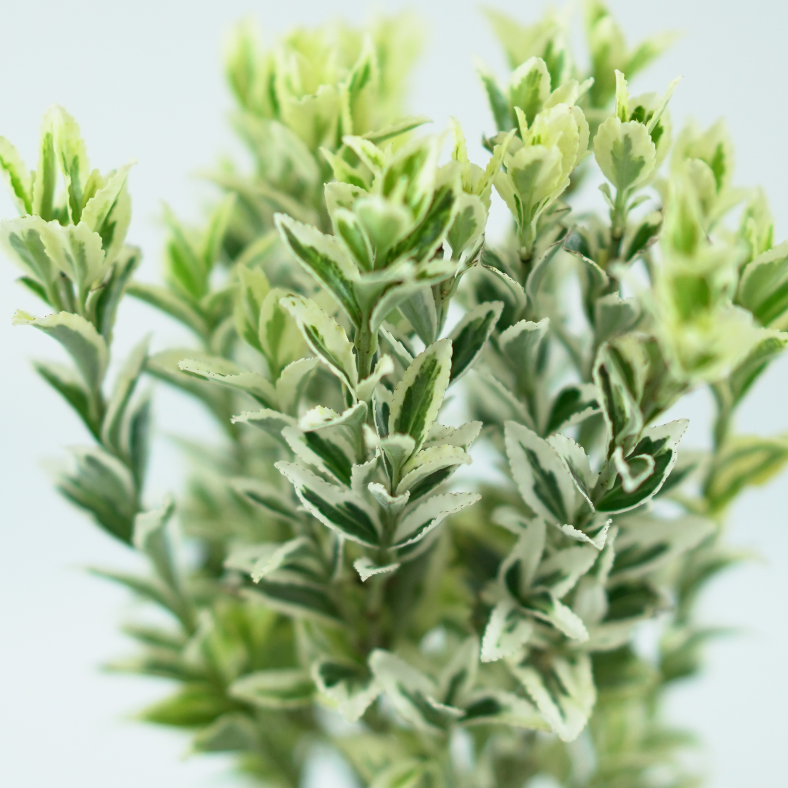 EUONYMUS FORTUNEI 'WHITE SPIRE' Trzmielina