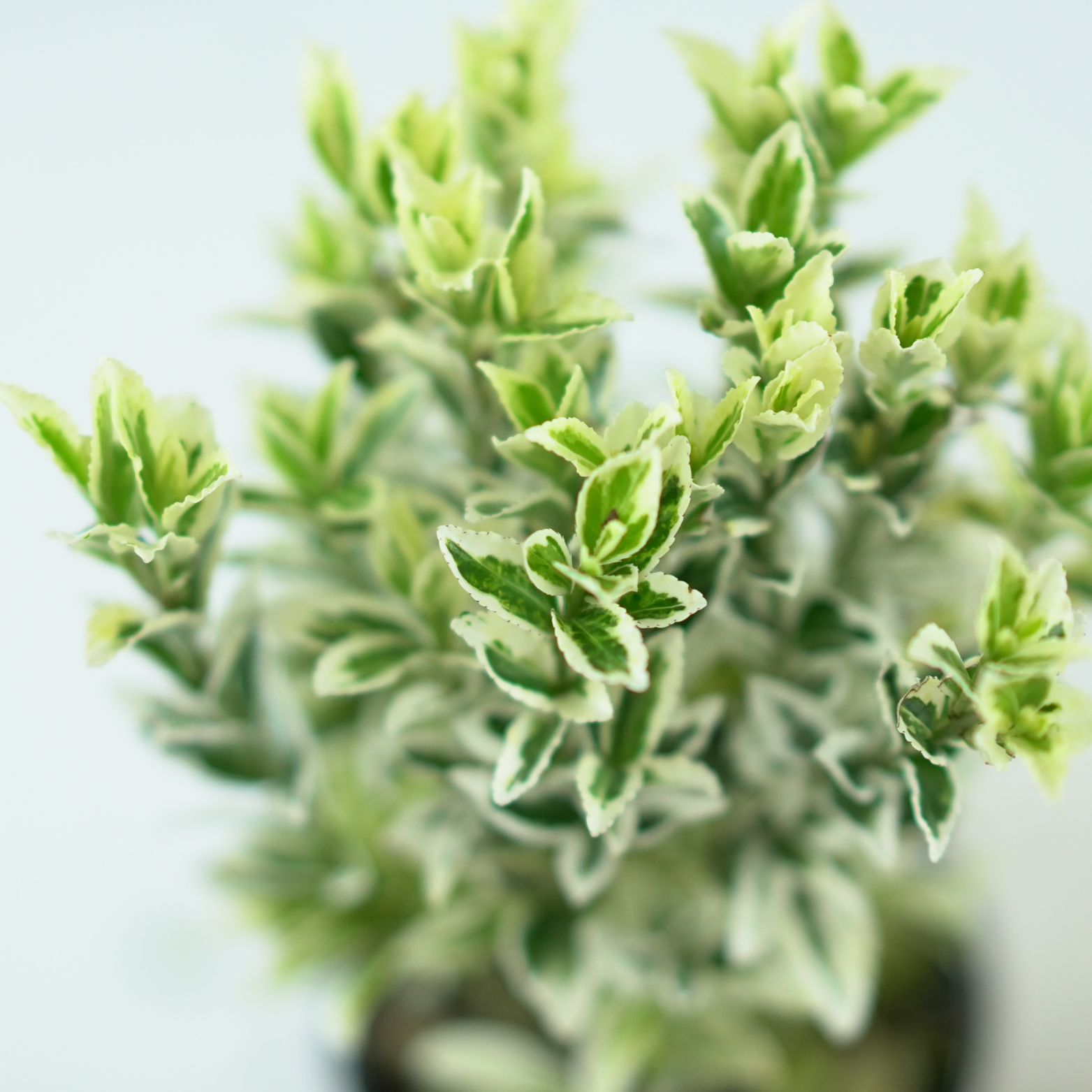 EUONYMUS FORTUNEI 'WHITE SPIRE' Trzmielina