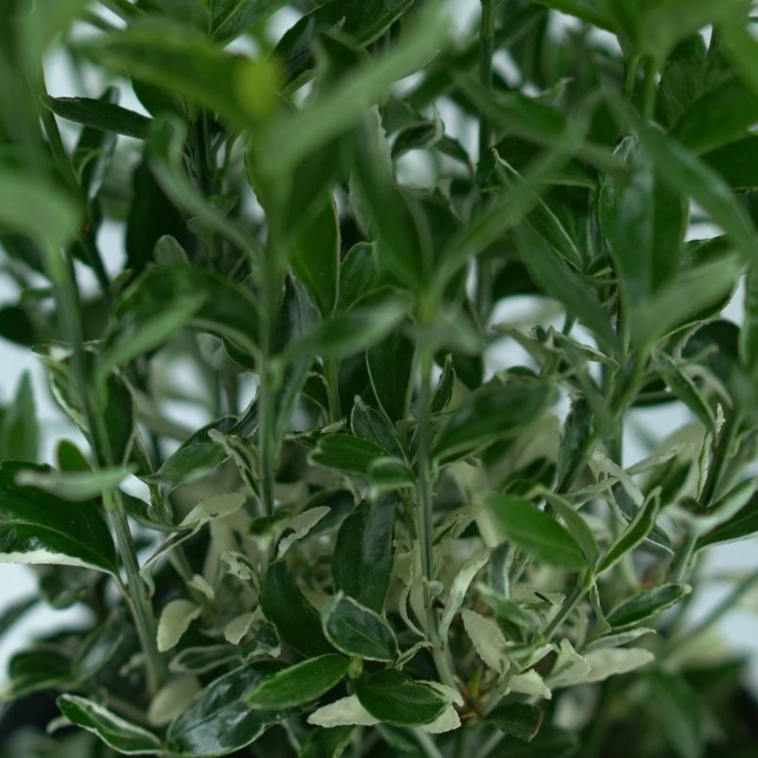 EUONYMUS JAPONICUS 'Francien' Trzmielina