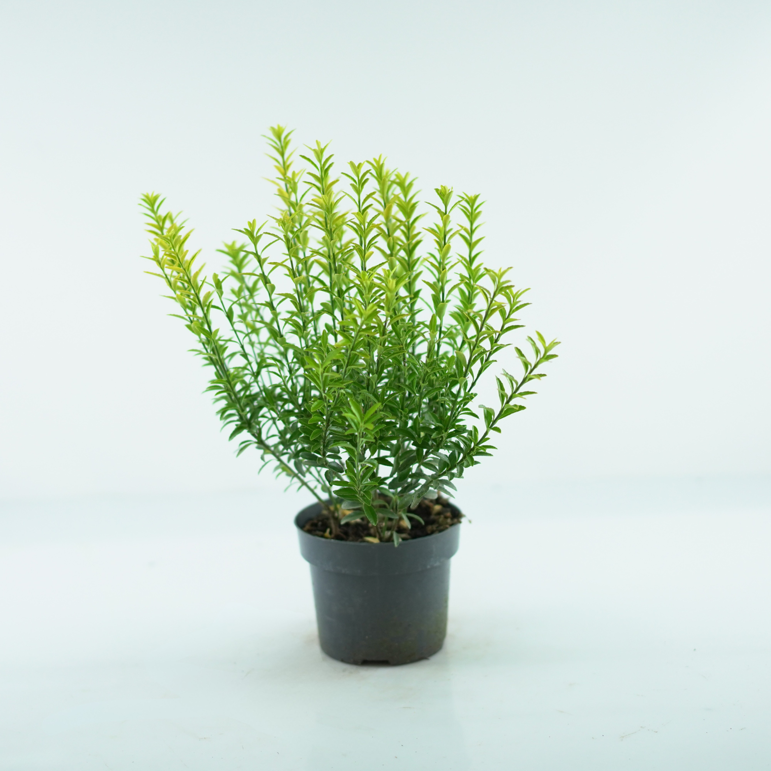 EUONYMUS JAPONICUS 'HAPPINESS' Trzmielina