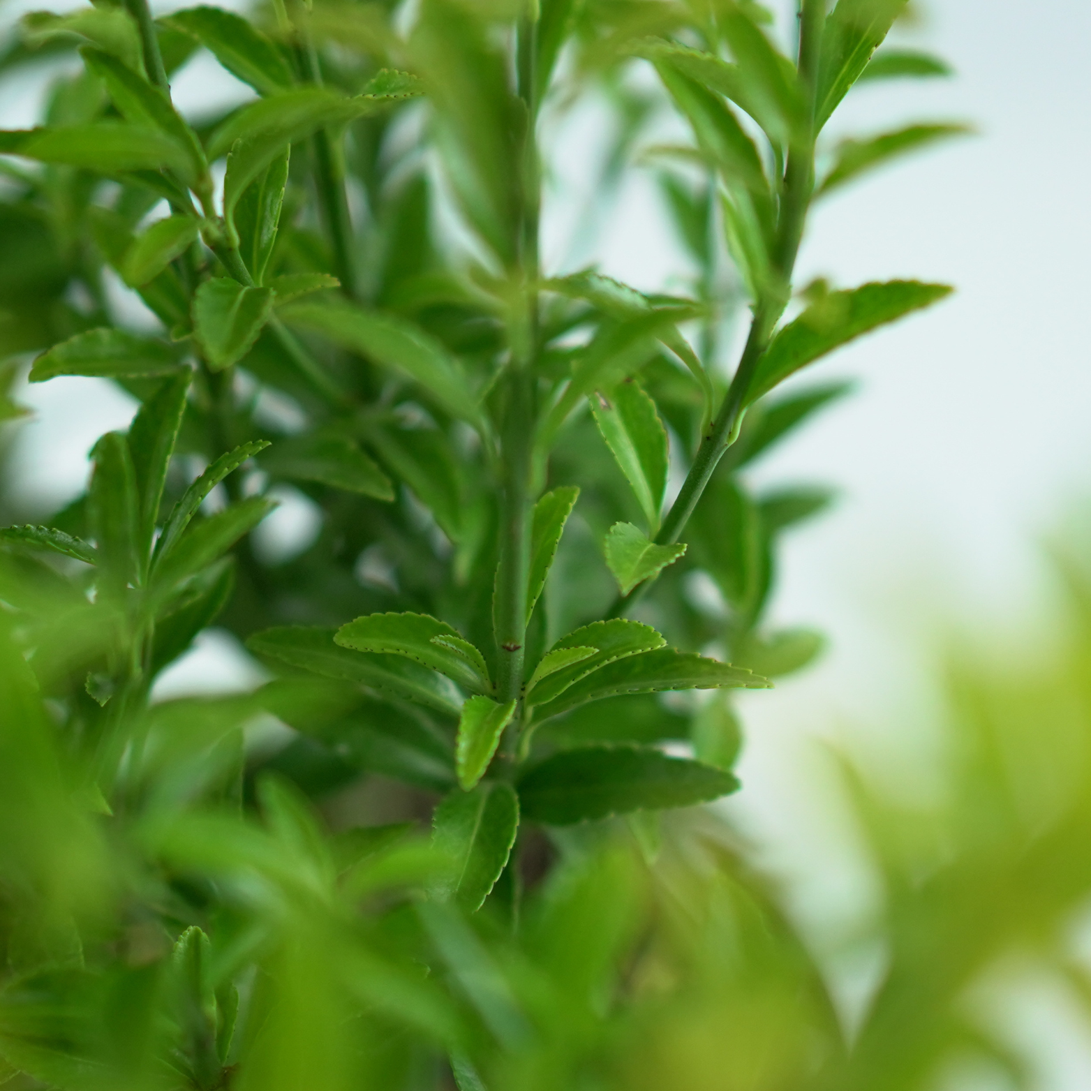 EUONYMUS JAPONICUS 'HAPPINESS' Trzmielina