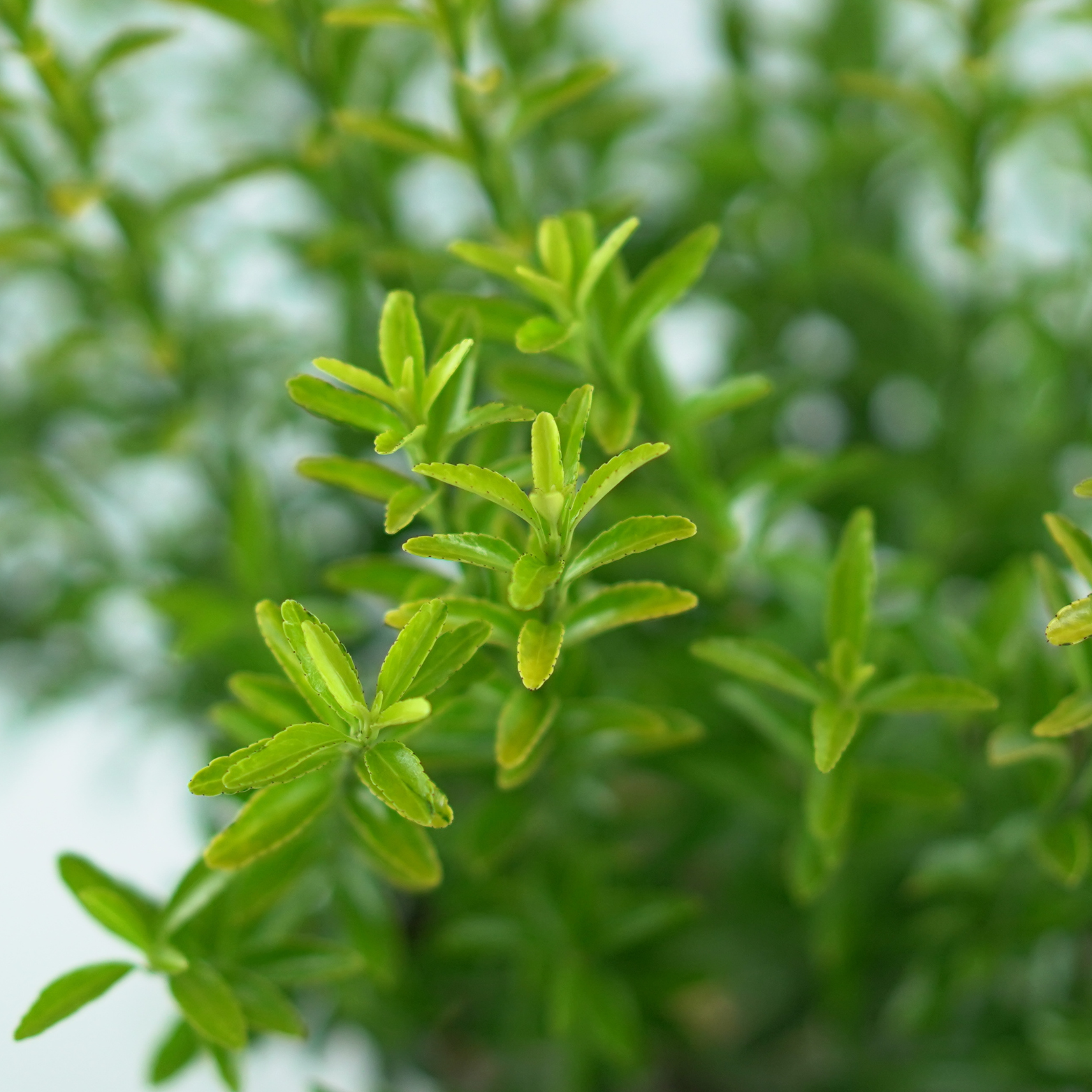 EUONYMUS JAPONICUS 'HAPPINESS' Trzmielina