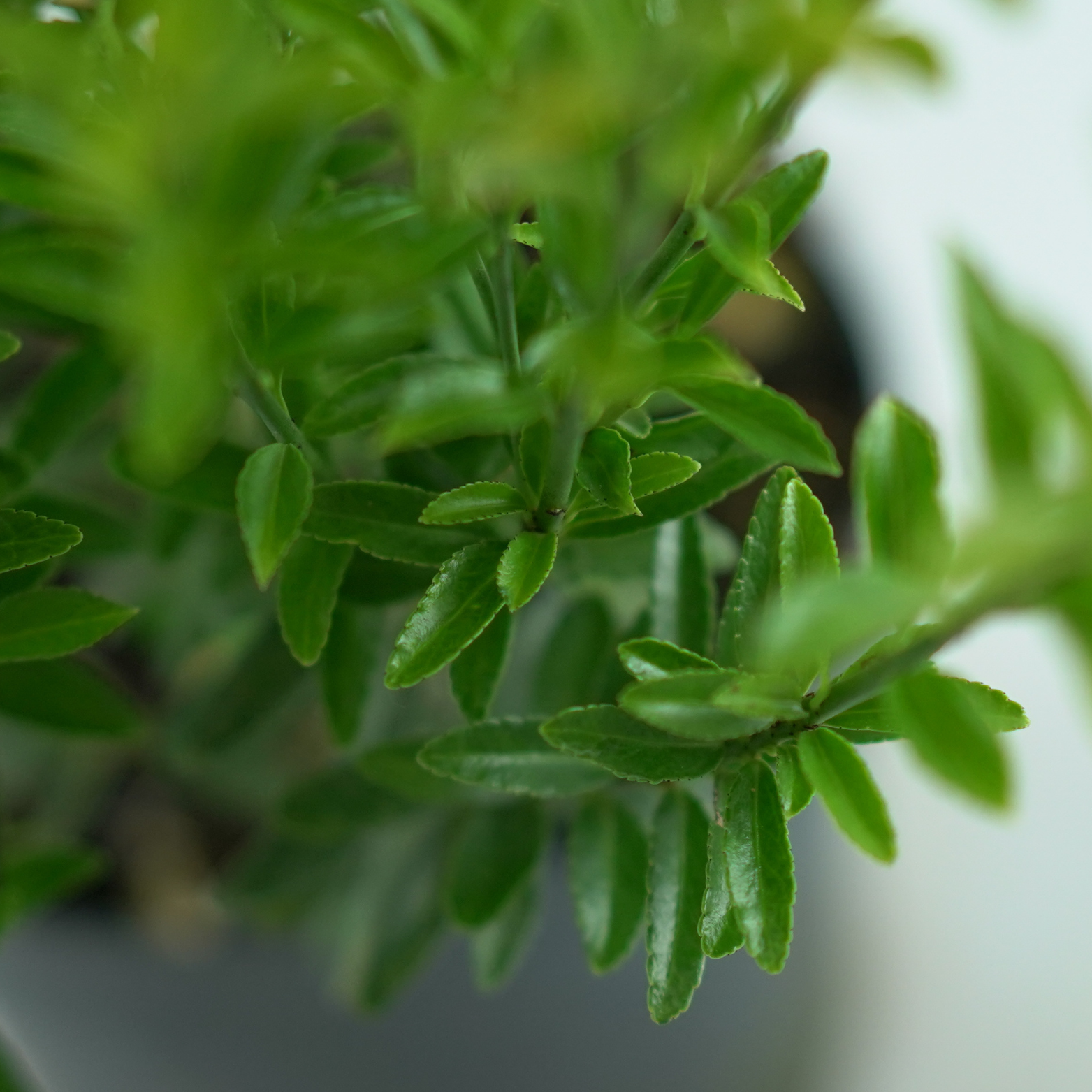 EUONYMUS JAPONICUS 'HAPPINESS' Trzmielina