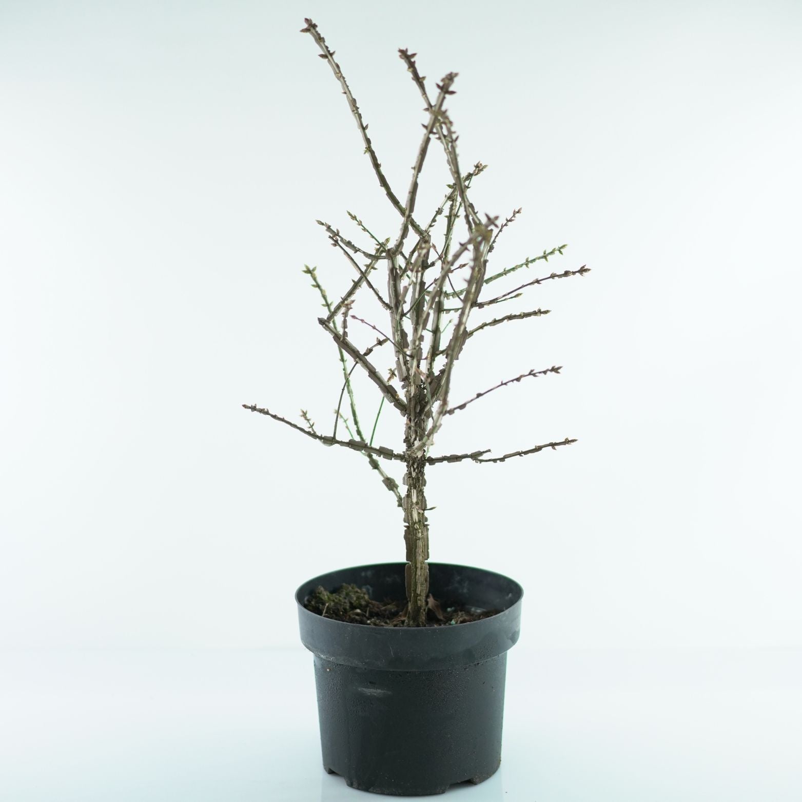 EUONYMUS ALATUS Trzmielina oskrzydlona