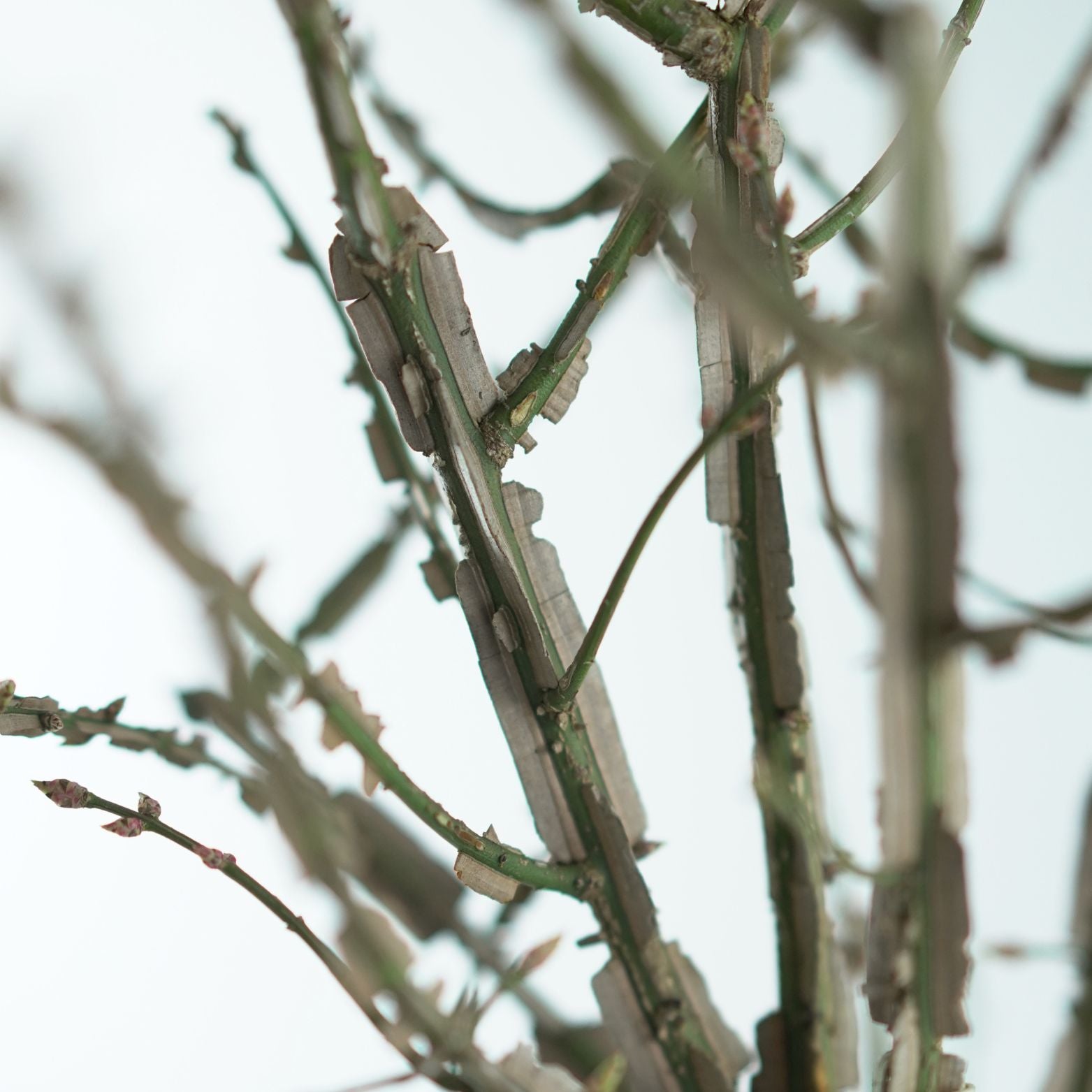 EUONYMUS ALATUS Trzmielina oskrzydlona