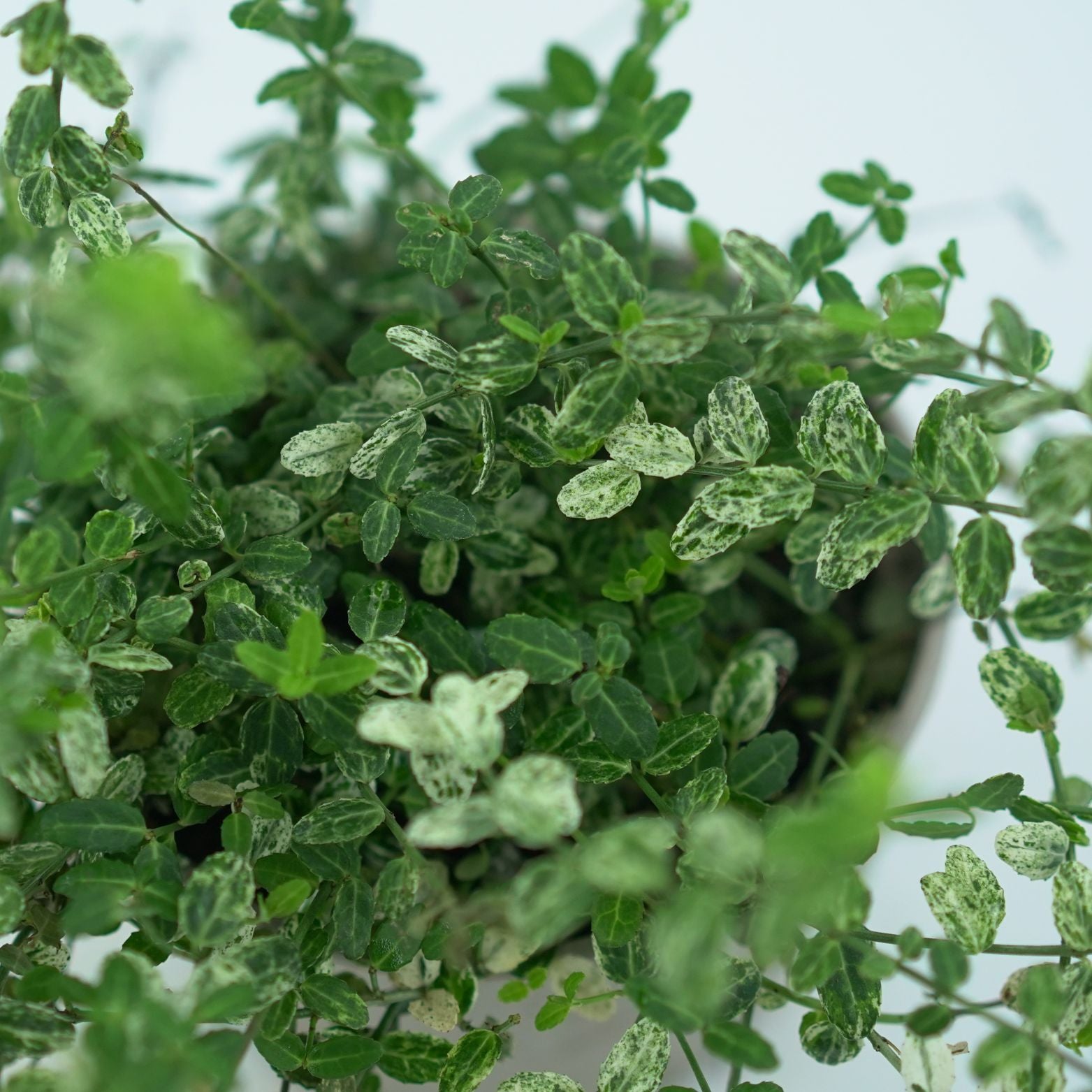 EUONYMUS FORT. "SILVERSTONE" Trzmielina