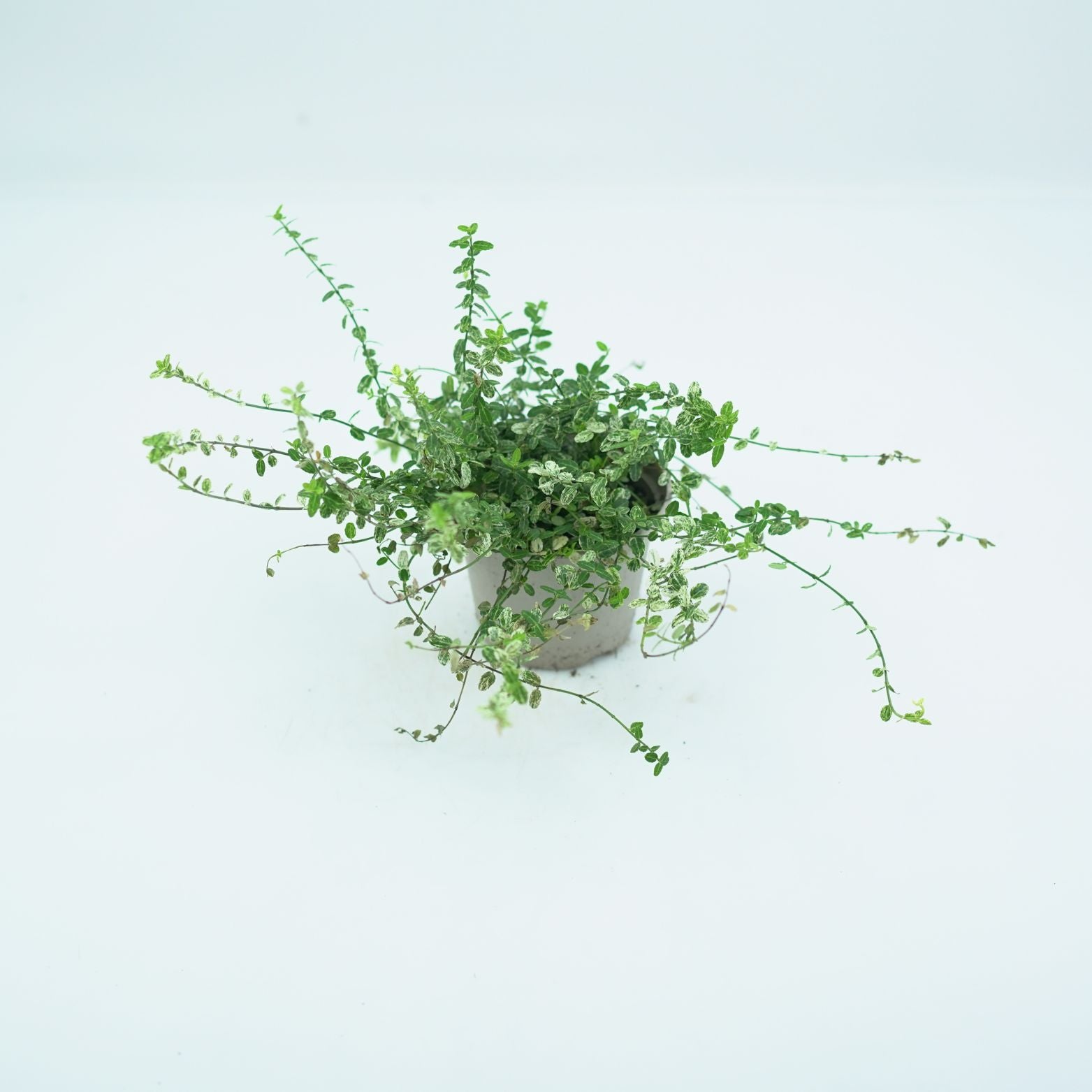 EUONYMUS FORT. "SILVERSTONE" Trzmielina