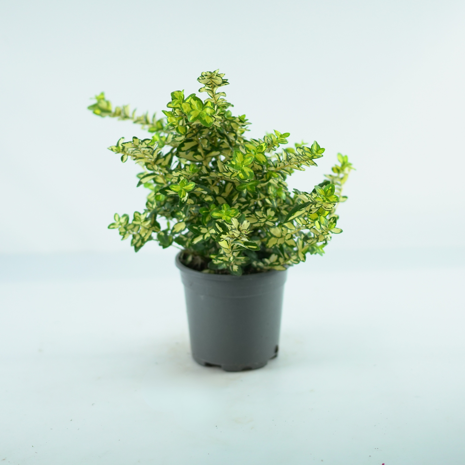 EUONYMUS FORTUNEI 'BLONDY' Trzmielina