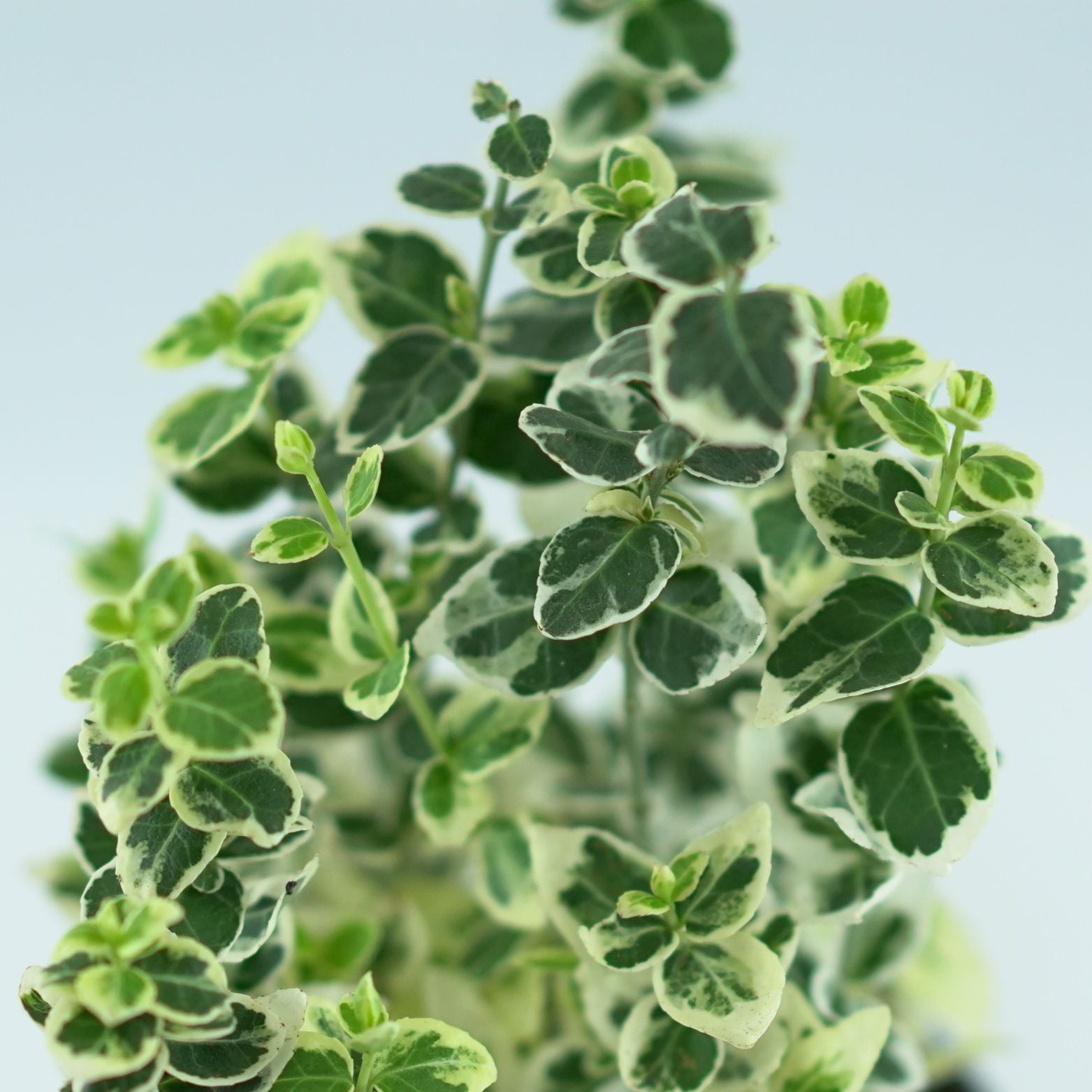 EUONYMUS FORTUNEI 'DANS DELIGHT' Trzmielina