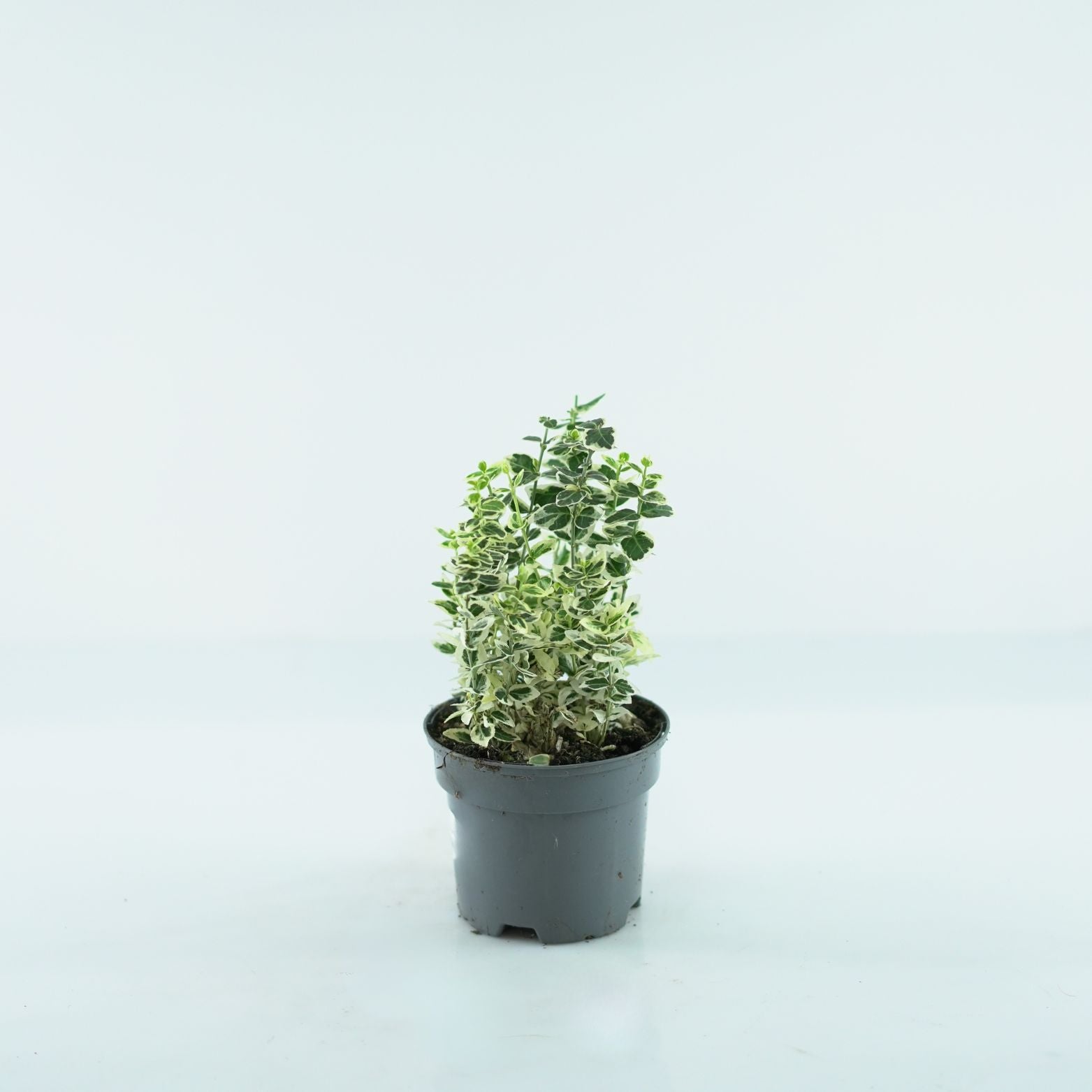 EUONYMUS FORTUNEI 'DANS DELIGHT' Trzmielina
