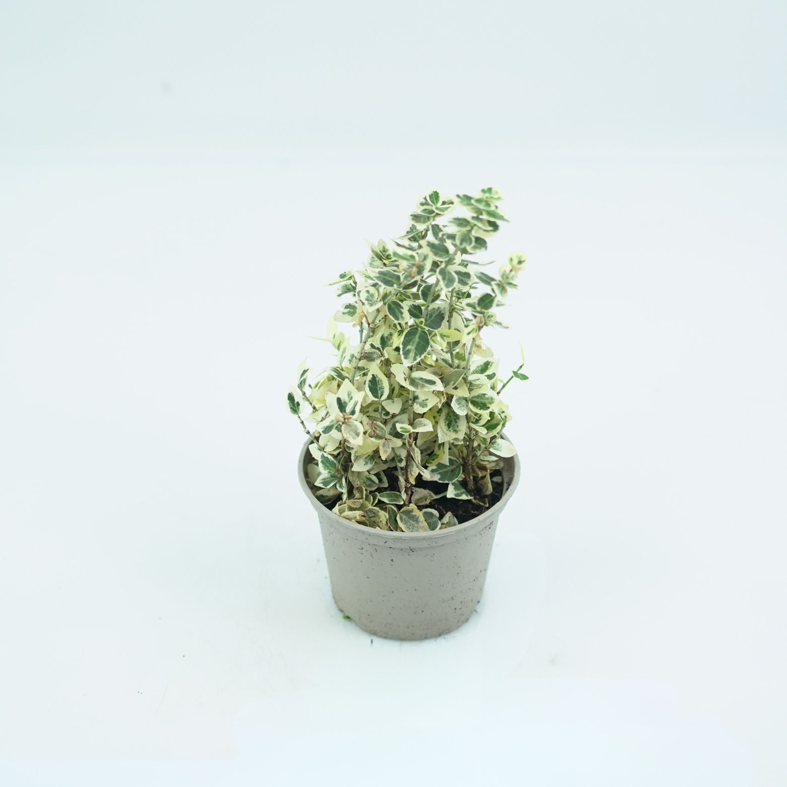 EUONYMUS FORTUNEI 'DANS DELIGHT' Trzmielina