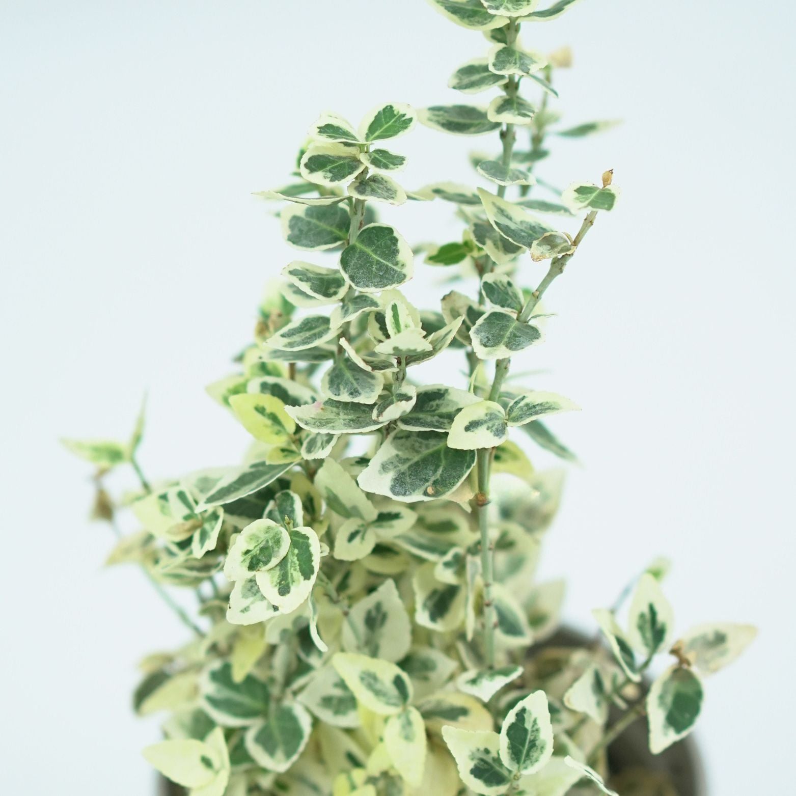 EUONYMUS FORTUNEI 'DANS DELIGHT' Trzmielina