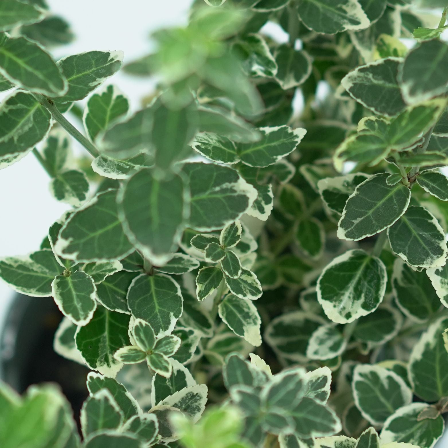 EUONYMUS FORTUNEI "EMERALD GAIETY" Trzmielina