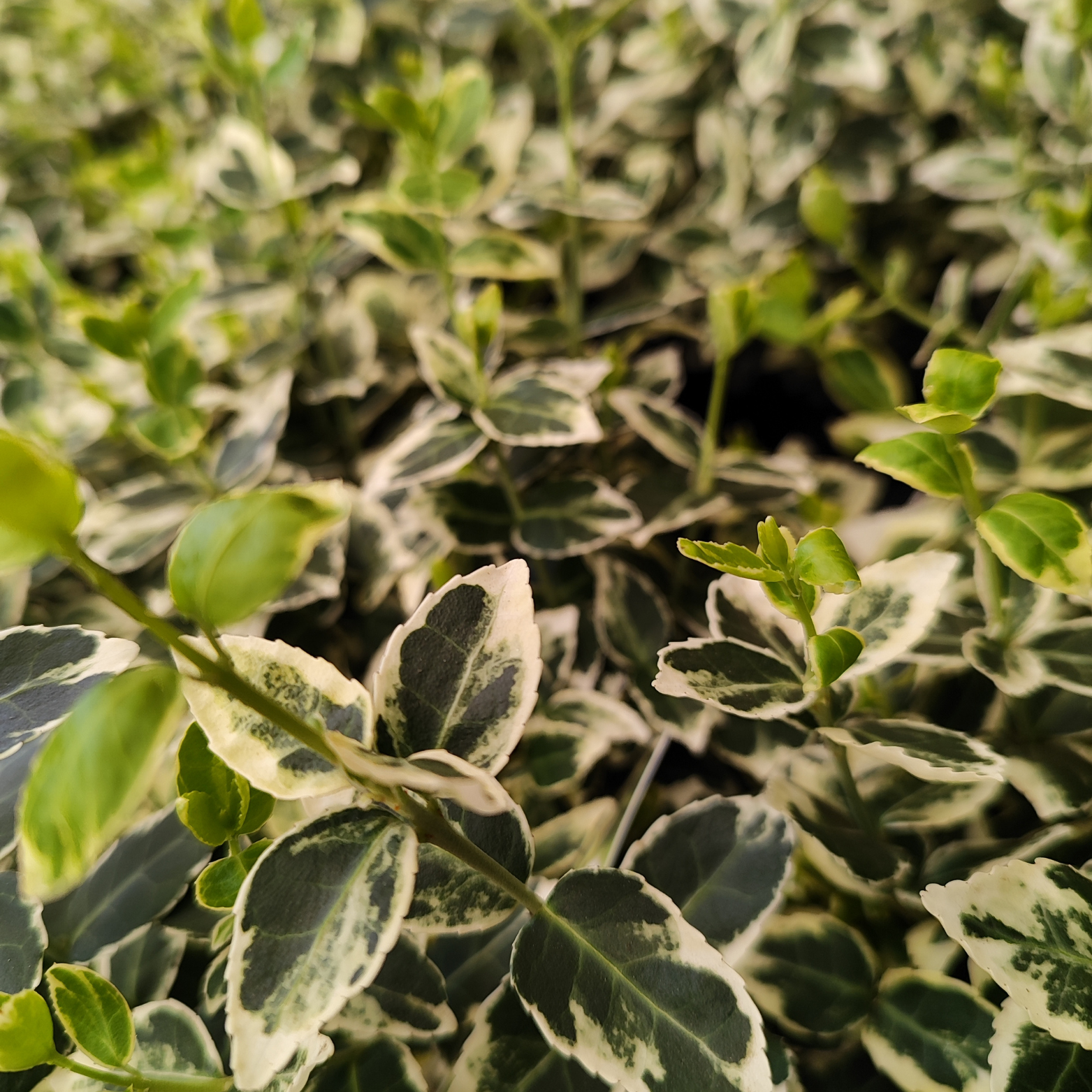 EUONYMUS FORTUNEI 'EMERALD GAIETY' Trzmielina