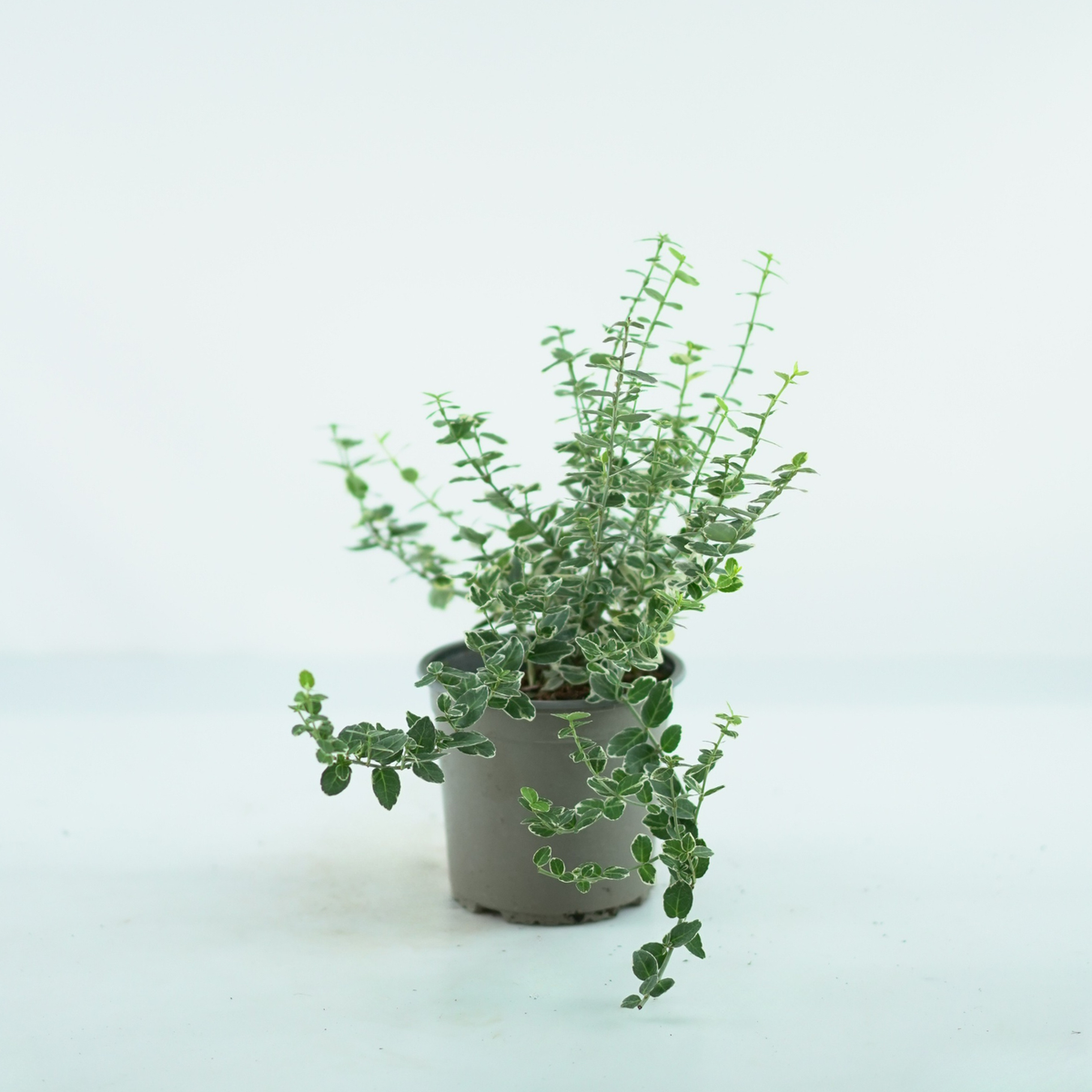 EUONYMUS FORTUNEI 'EMERALD GAIETY' Trzmielina