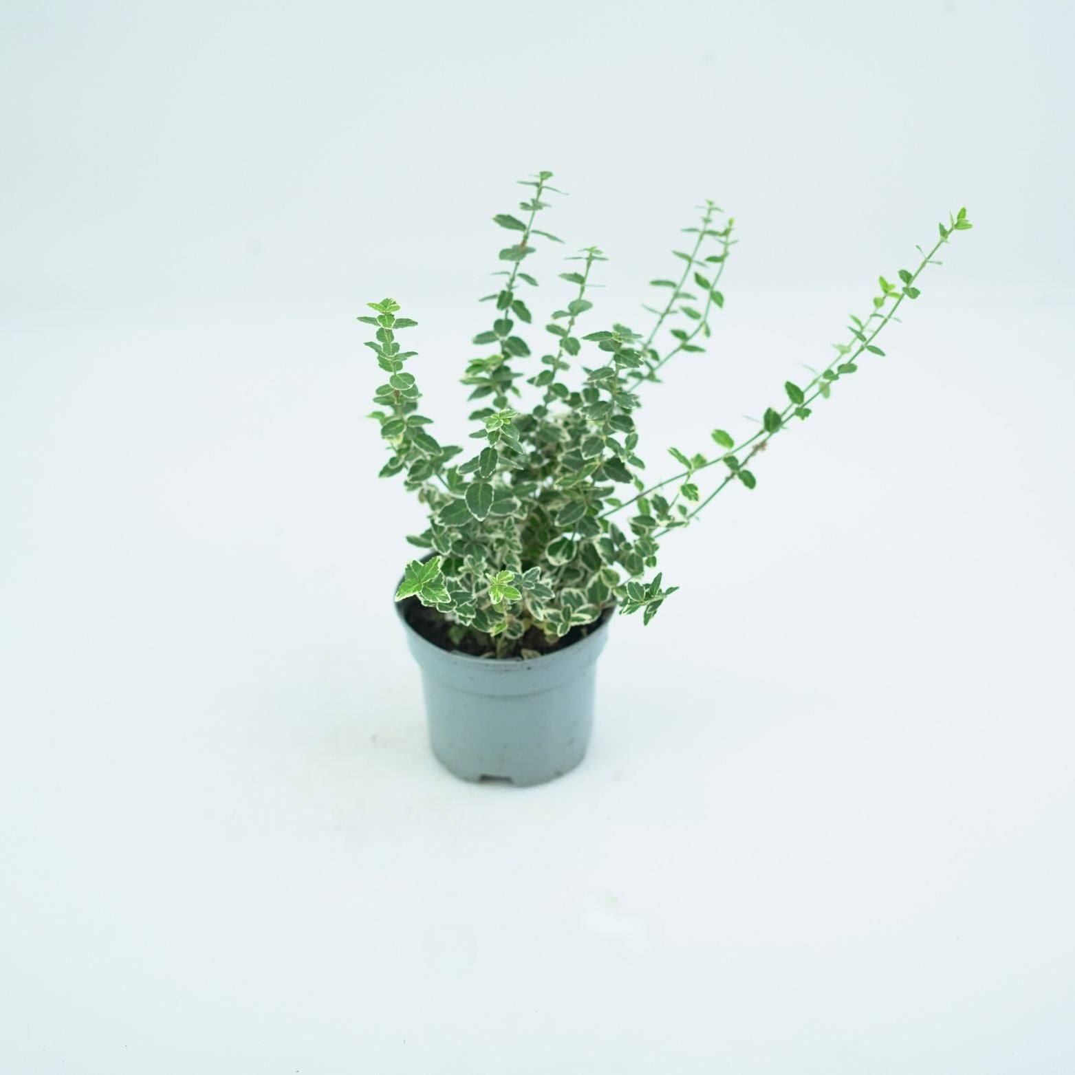 EUONYMUS FORTUNEI "EMERALD GAIETY" Trzmielina