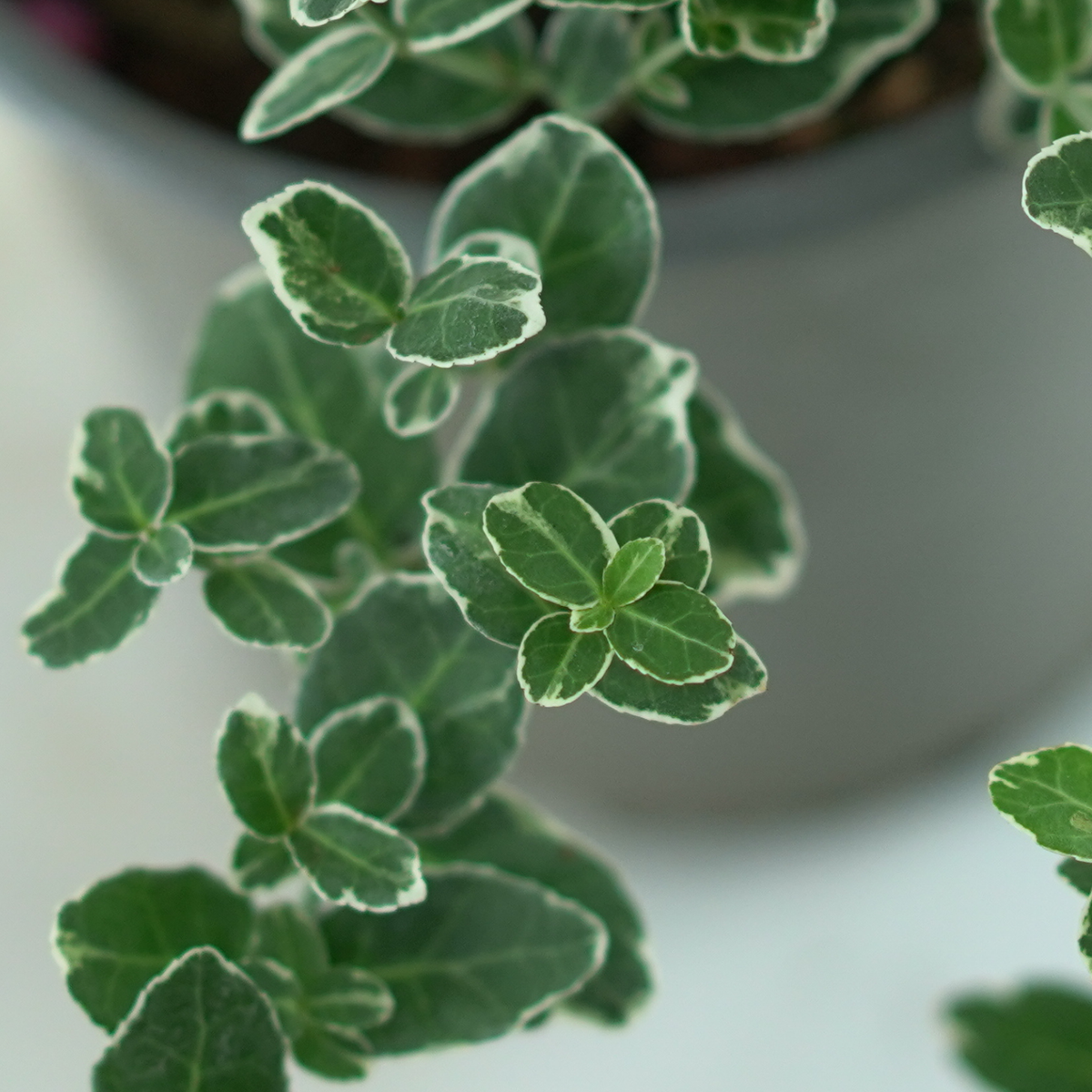 EUONYMUS FORTUNEI 'EMERALD GAIETY' Trzmielina