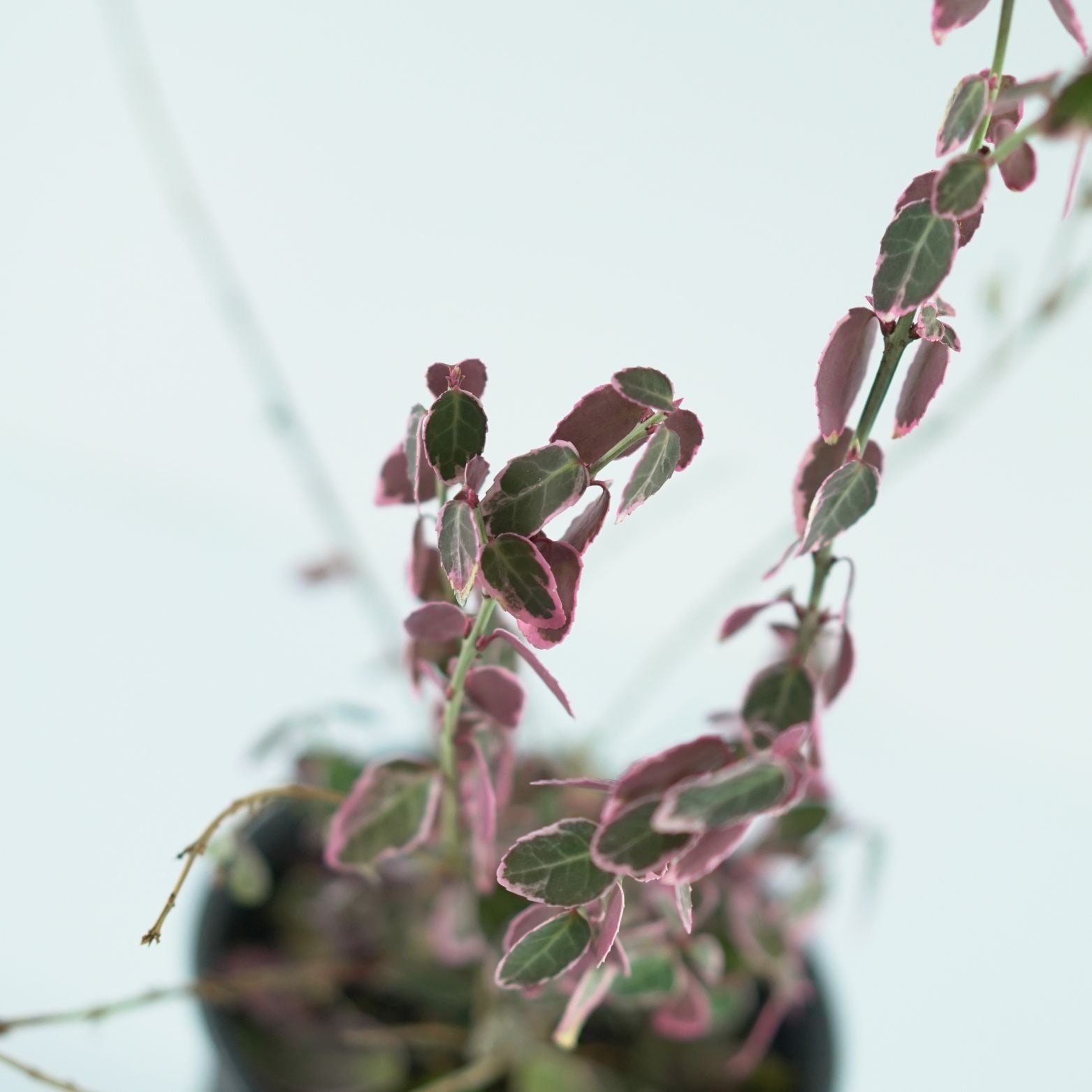 EUONYMUS FORTUNEI "EMERALD GAIETY" Trzmielina