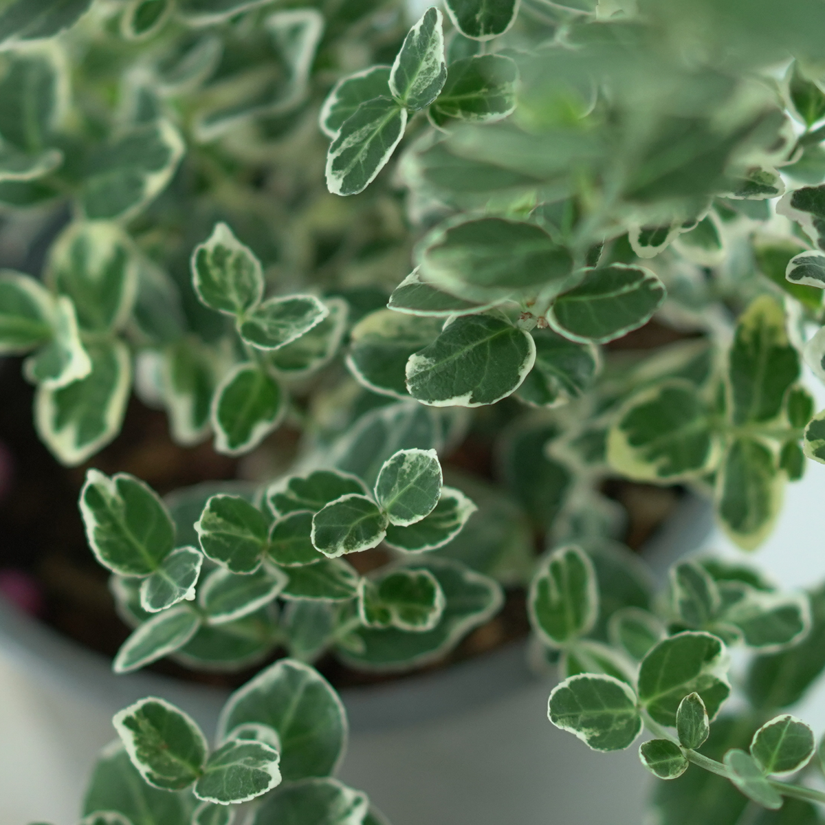 EUONYMUS FORTUNEI 'EMERALD GAIETY' Trzmielina