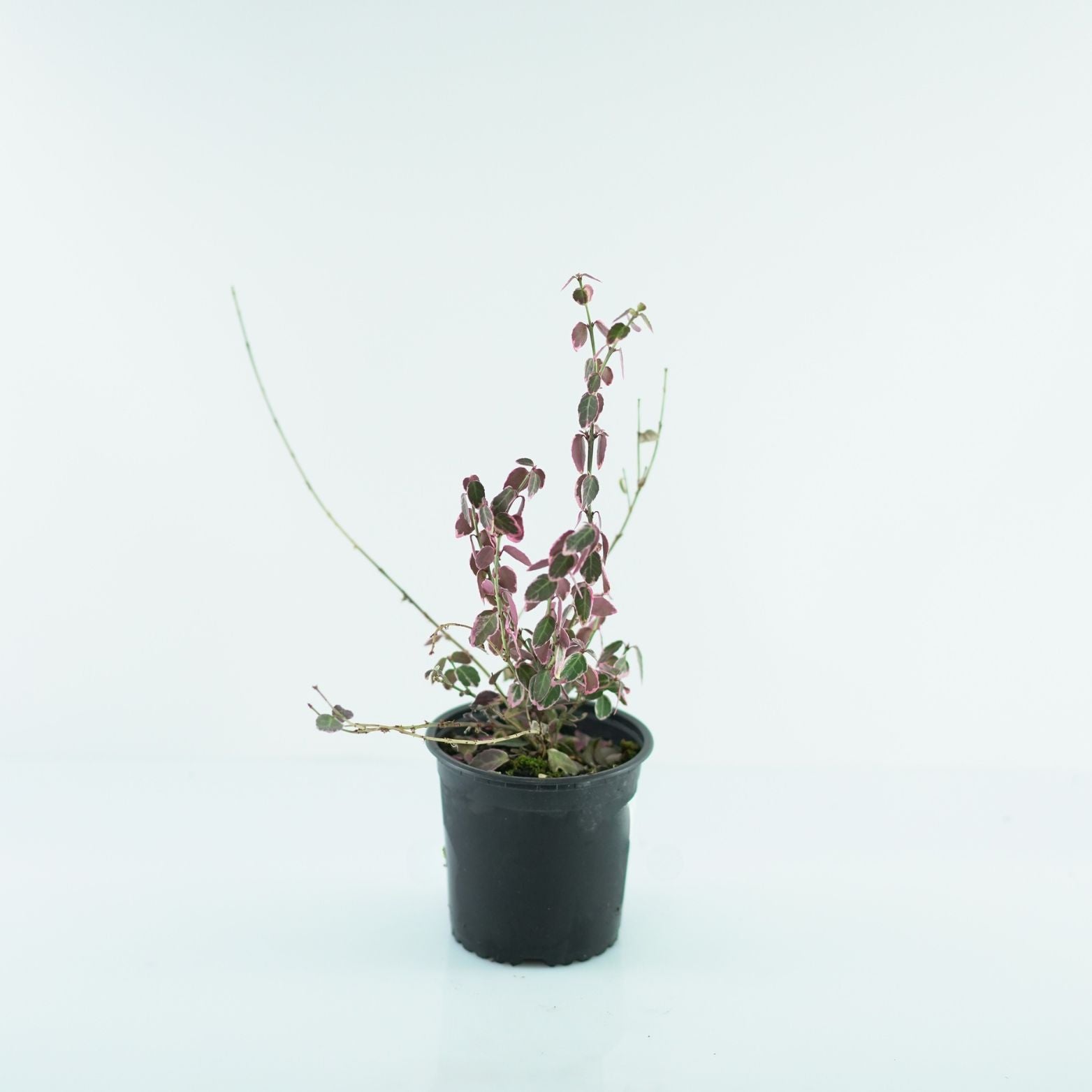 EUONYMUS FORTUNEI "EMERALD GAIETY" Trzmielina