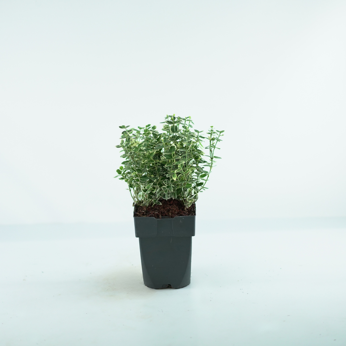 EUONYMUS FORTUNEI 'EMERALD GAIETY' Trzmielina