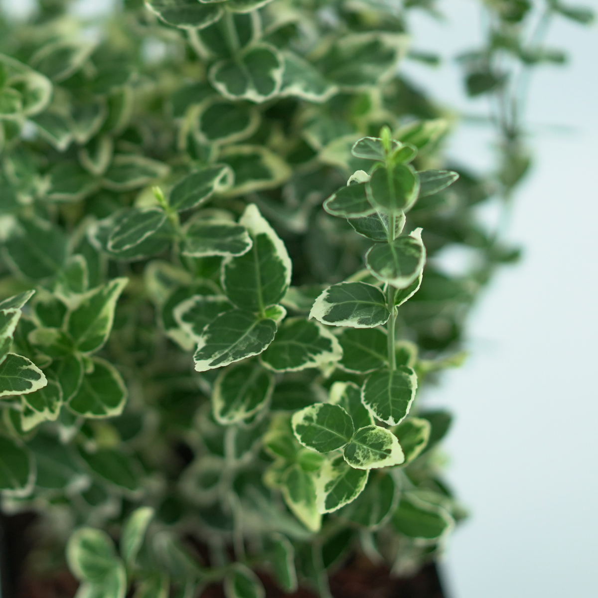 EUONYMUS FORTUNEI 'EMERALD GAIETY' Trzmielina