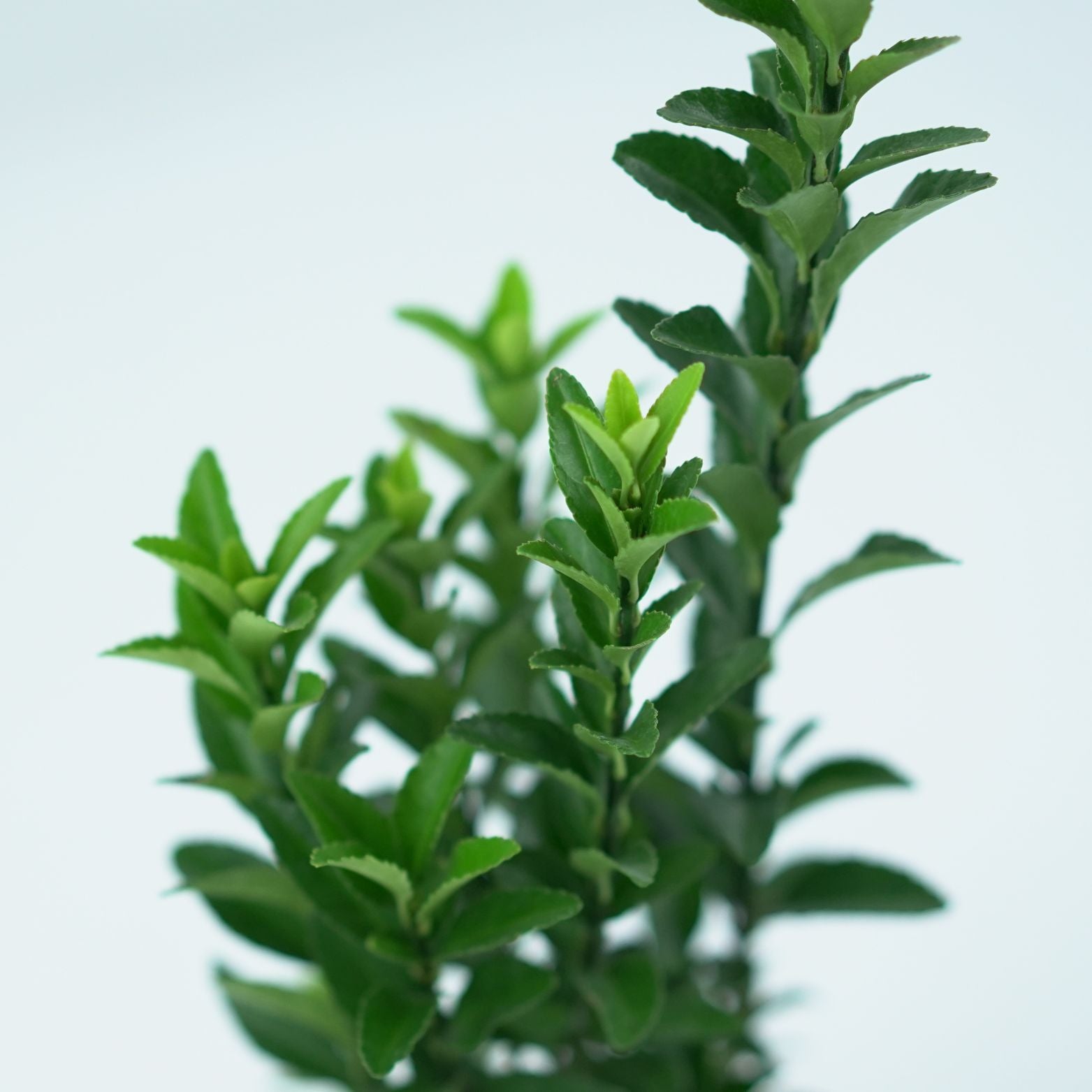 EUONYMUS FORTUNEI 'GREEN SPIRE' Trzmielina