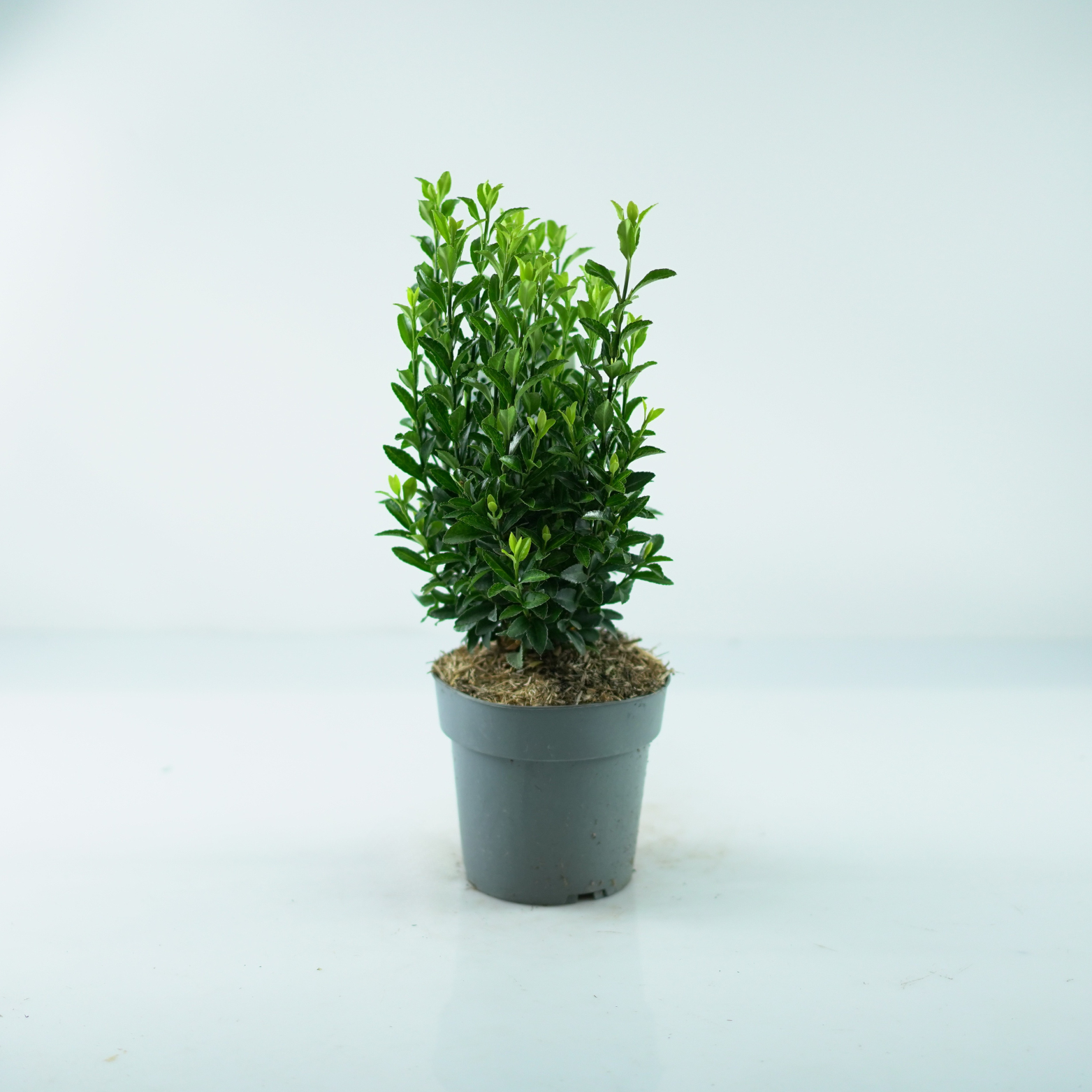 EUONYMUS FORTUNEI 'GREEN SPIRE' Trzmielina