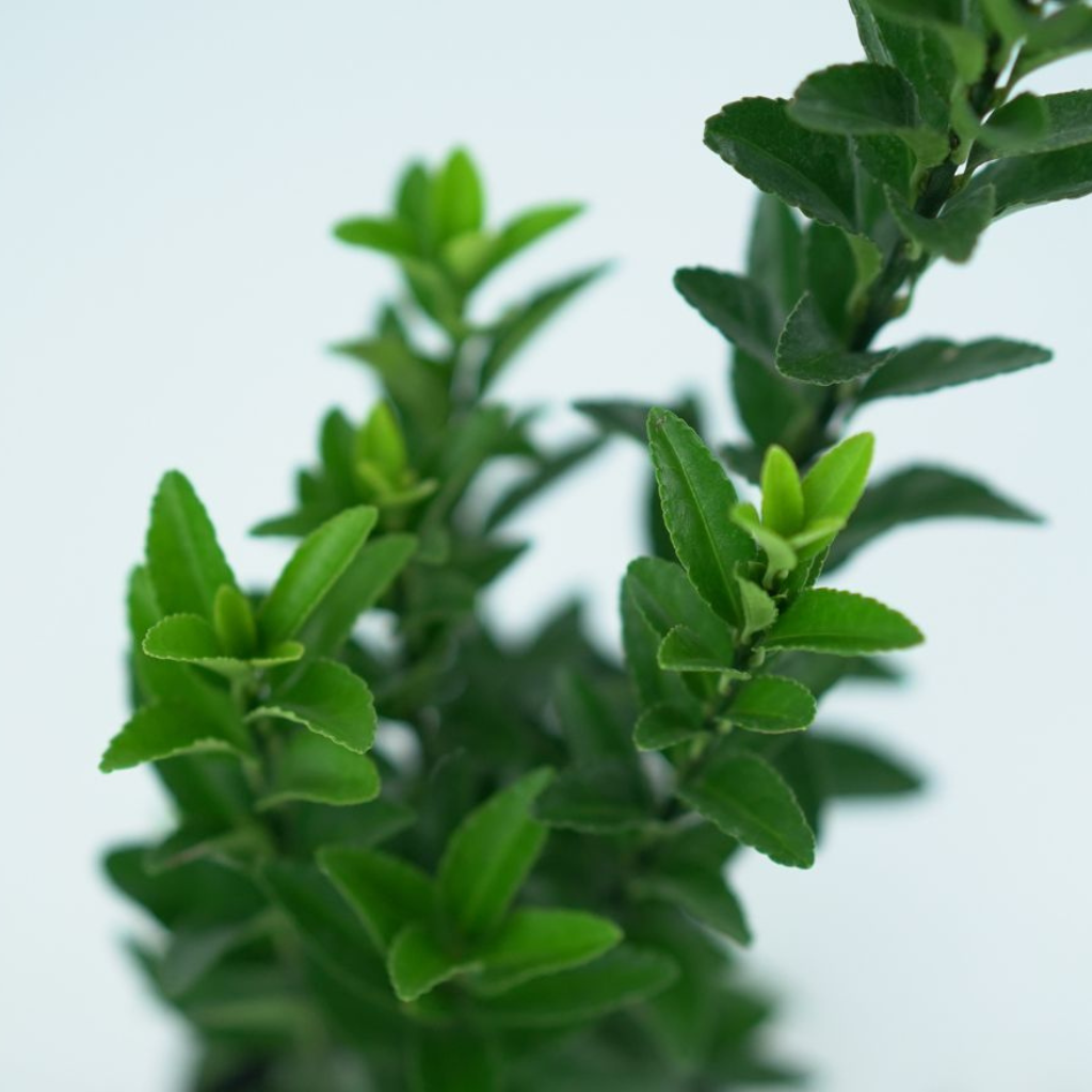 EUONYMUS FORTUNEI 'GREEN SPIRE' Trzmielina