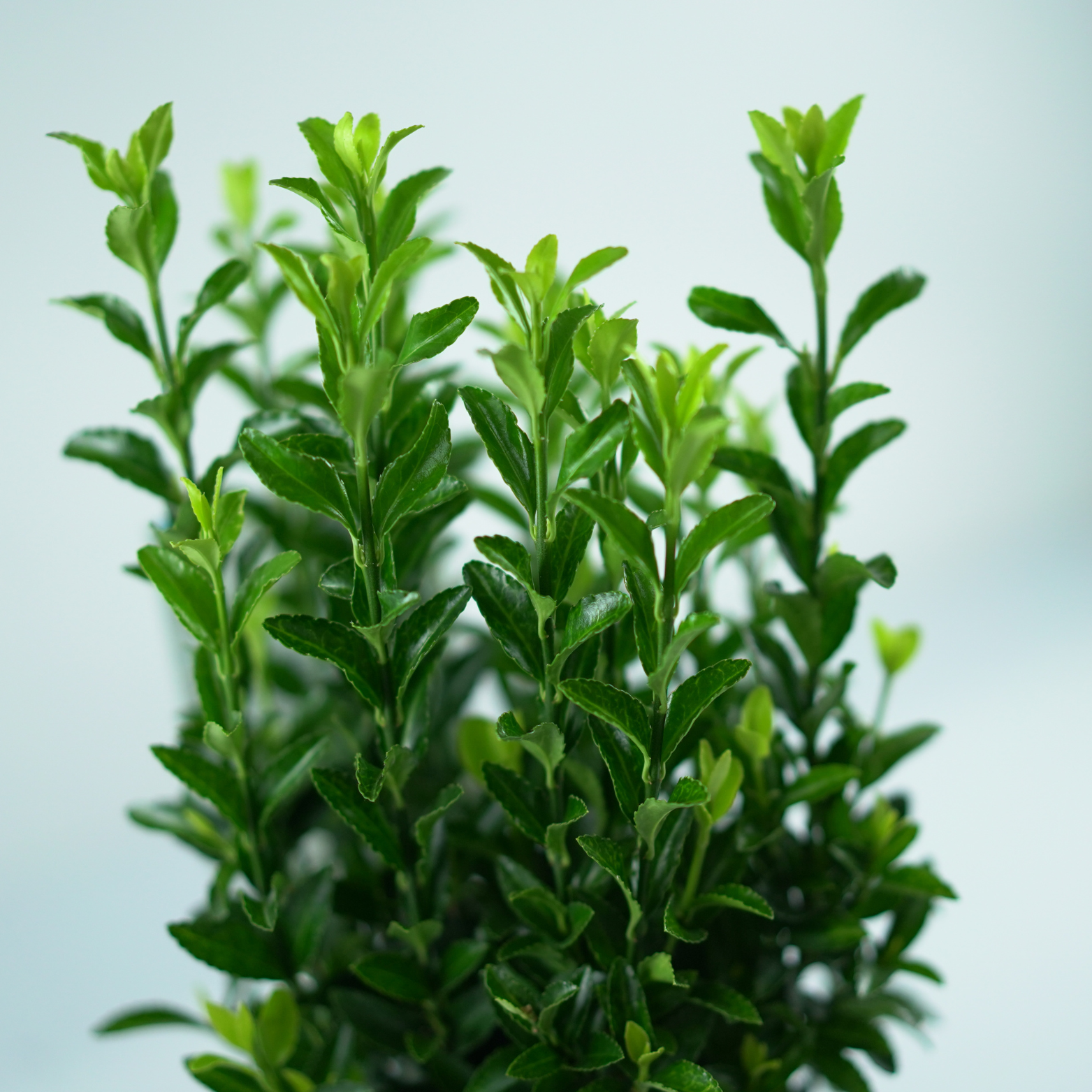 EUONYMUS FORTUNEI 'GREEN SPIRE' Trzmielina