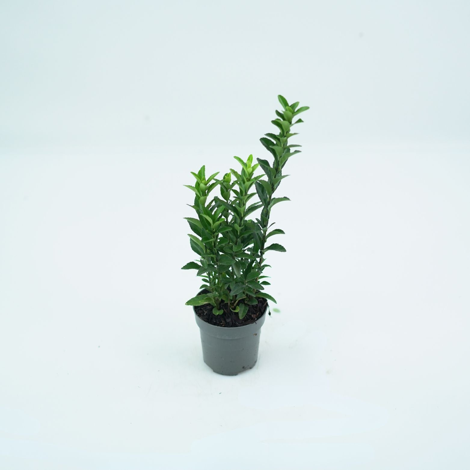 EUONYMUS FORTUNEI 'GREEN SPIRE' Trzmielina
