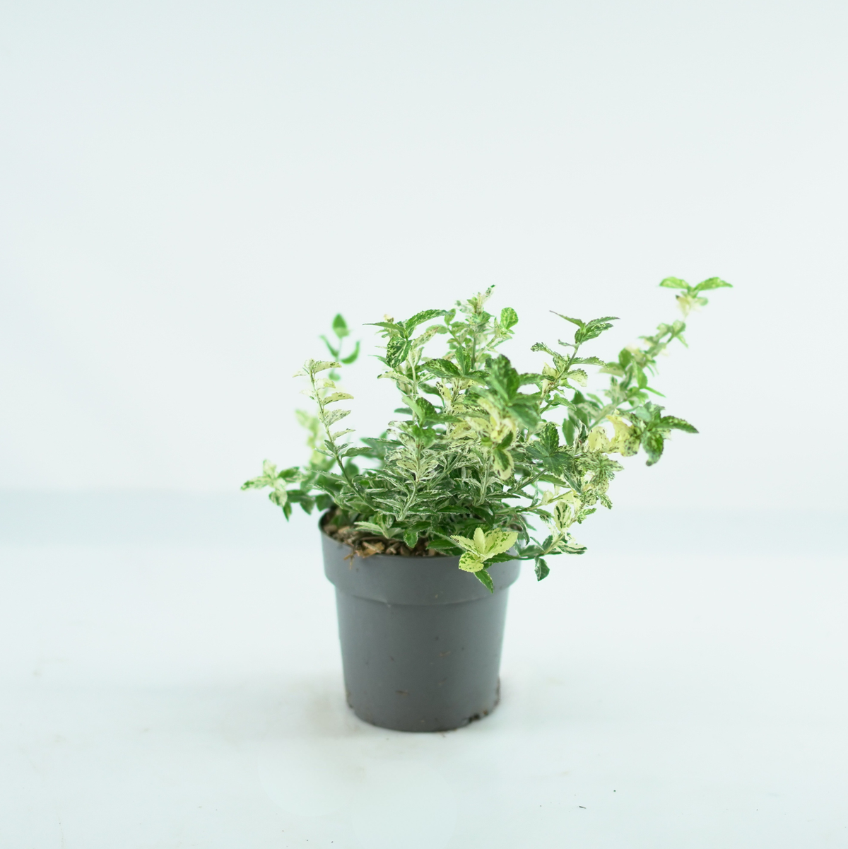 EUONYMUS FORTUNEI 'HARLEQUIN' Trzmielina