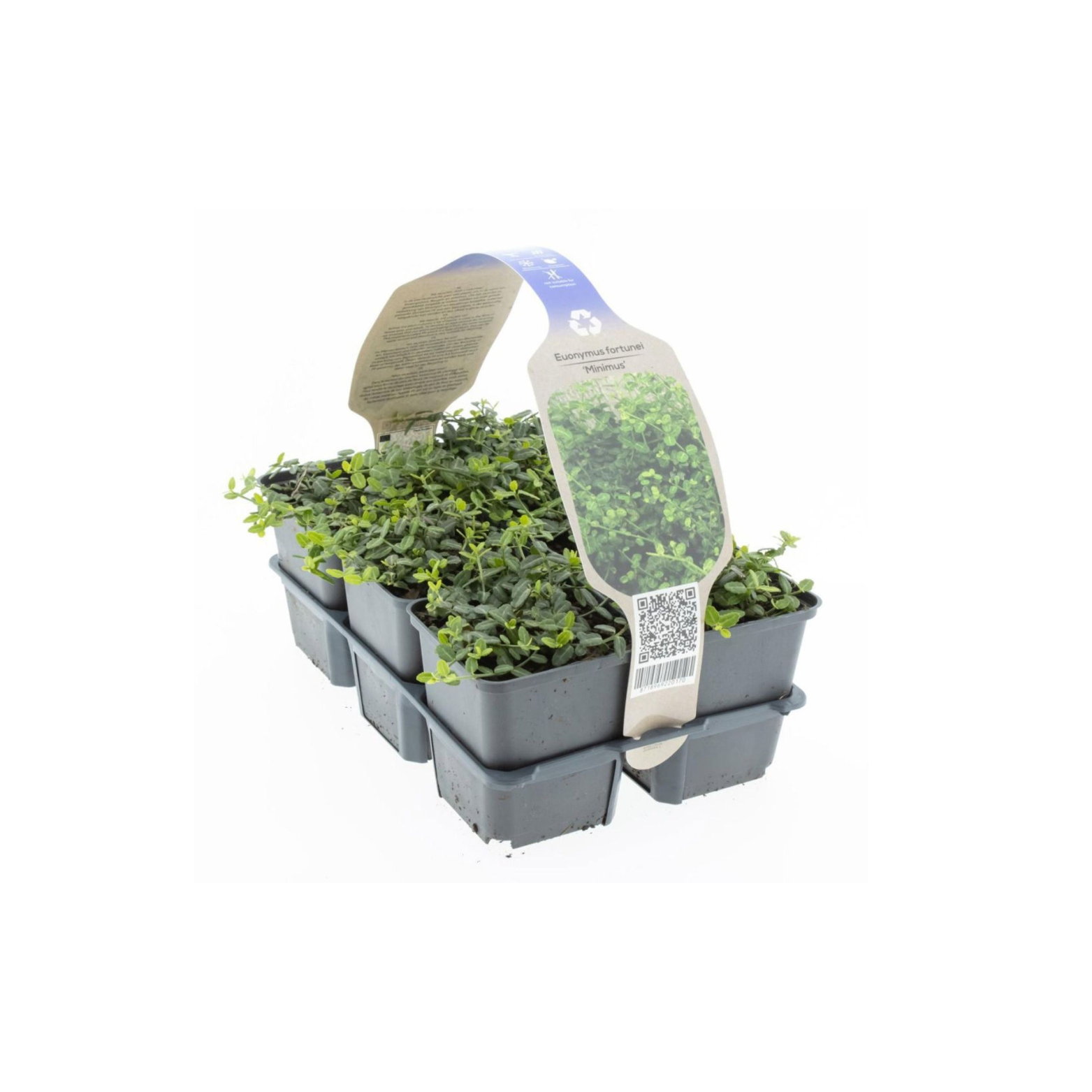 EUONYMUS FORTUNEI 'Minimus' Trzmielina