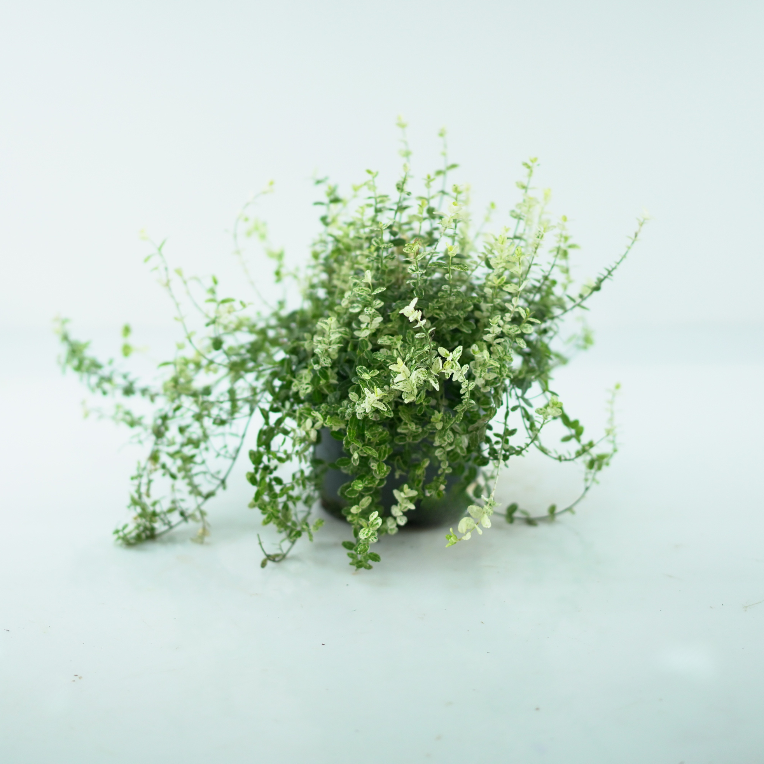 EUONYMUS FORTUNEI 'SILVERSTONE' Trzmielina