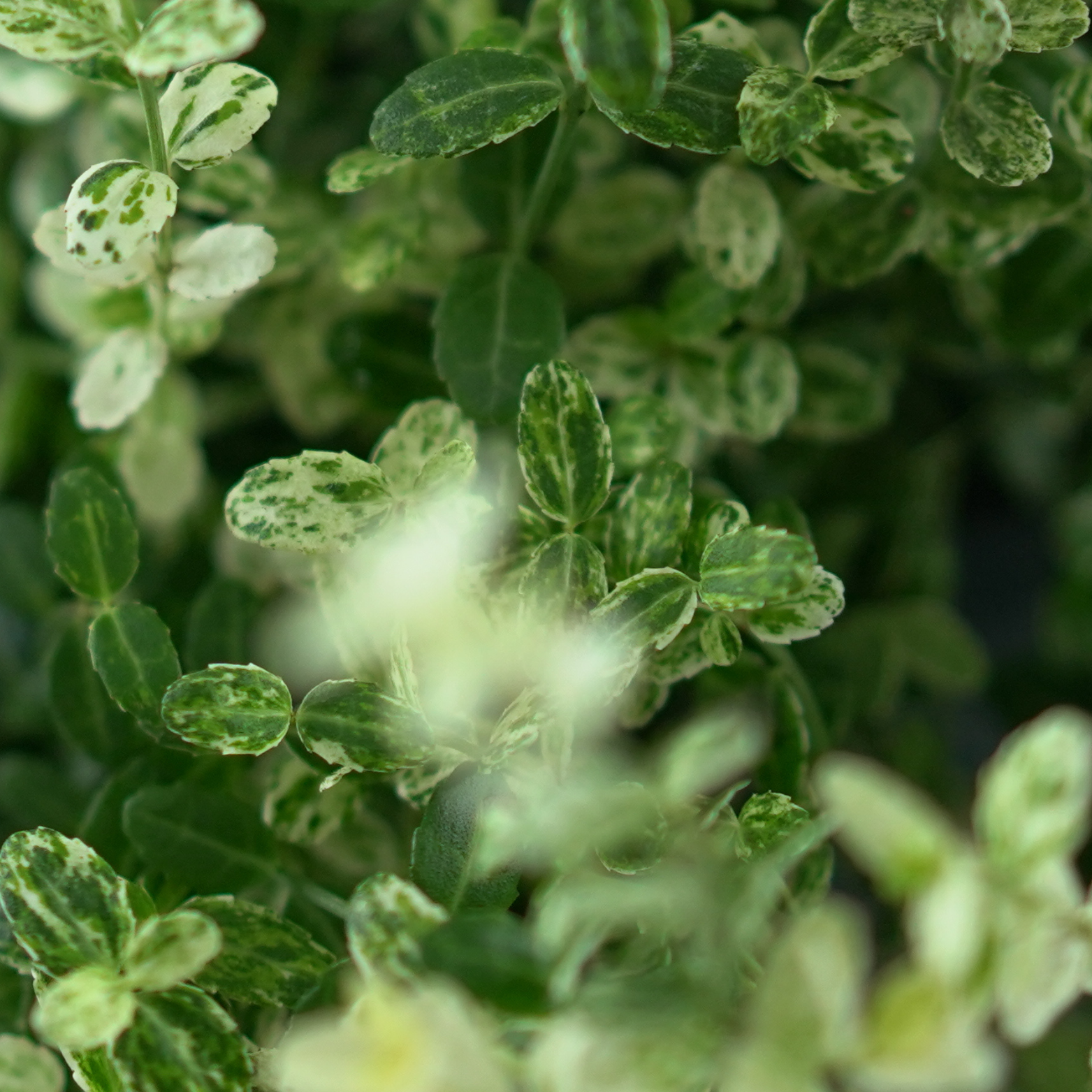 EUONYMUS FORTUNEI 'SILVERSTONE' Trzmielina