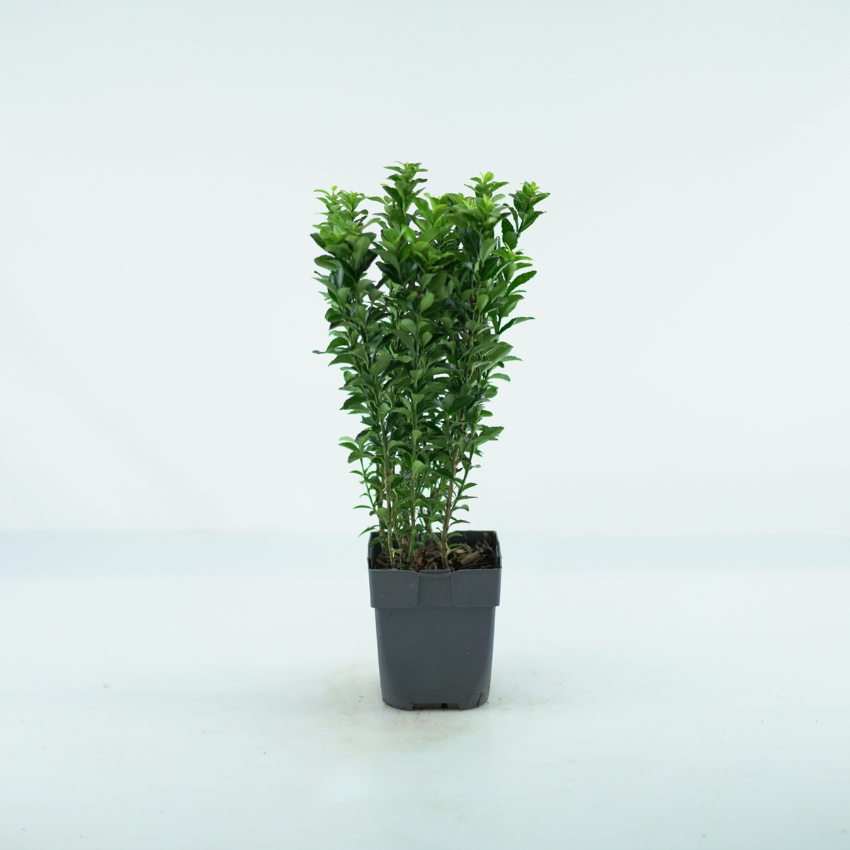 EUONYMUS japonicus 'GREEN SPIRE' Trzmielina