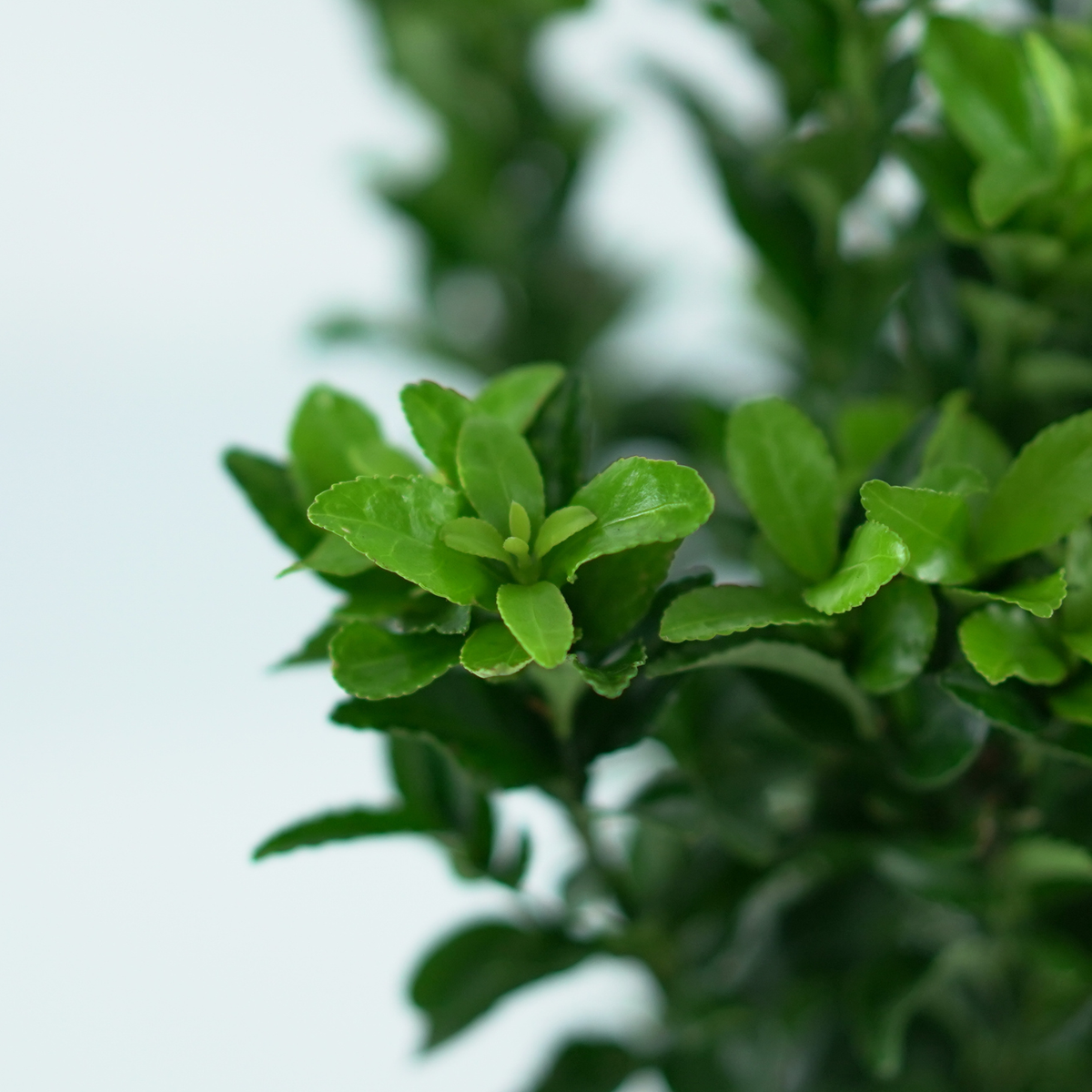EUONYMUS japonicus 'GREEN SPIRE' Trzmielina
