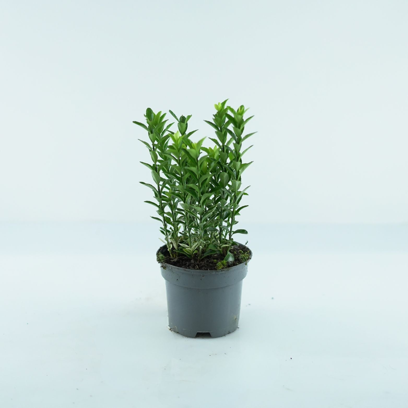 EUONYMUS JAPONICUS 'Francien' Trzmielina