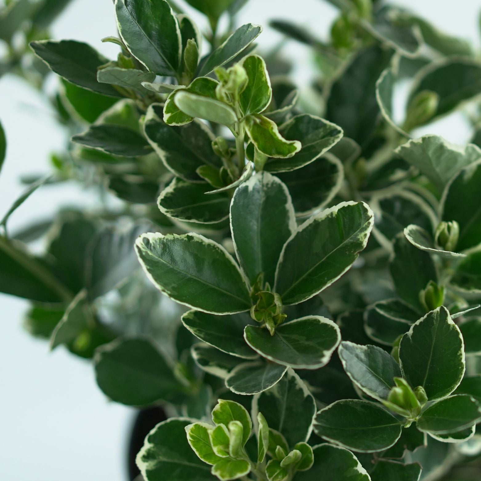 EUONYMUS JAPONICUS 'Kathy' Trzmielina
