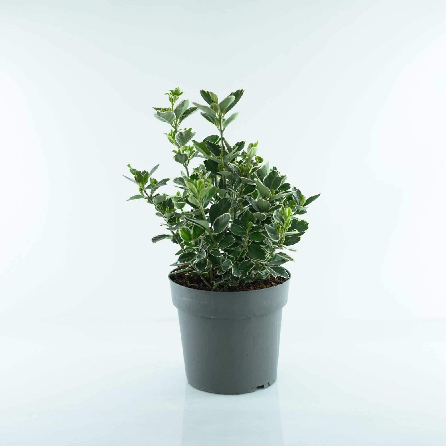 EUONYMUS JAPONICUS 'Kathy' Trzmielina