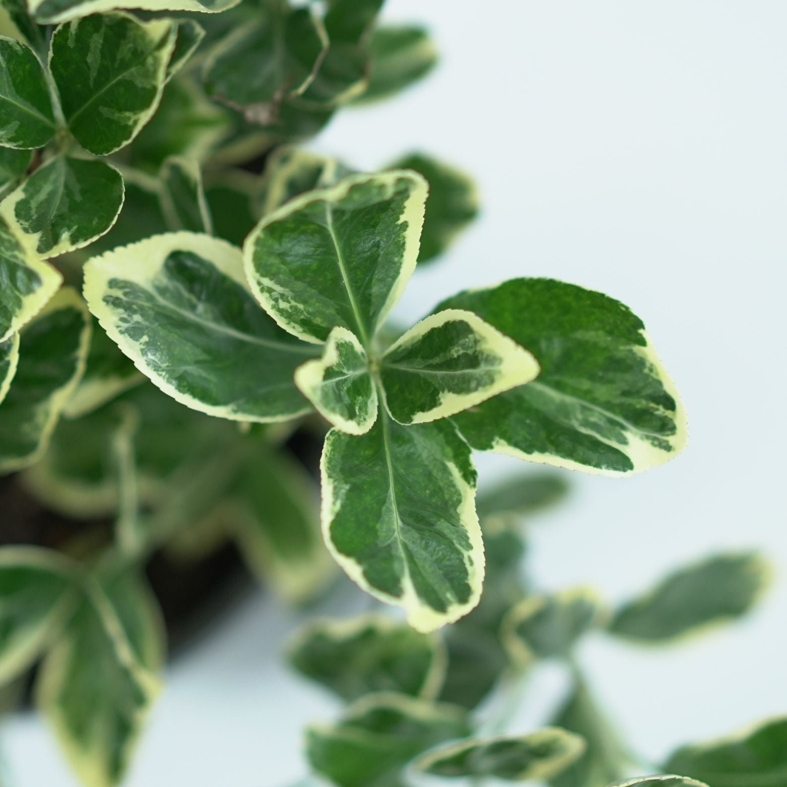 EUONYMUS JAPONICUS 'SILVER KRISTA' Trzmielina