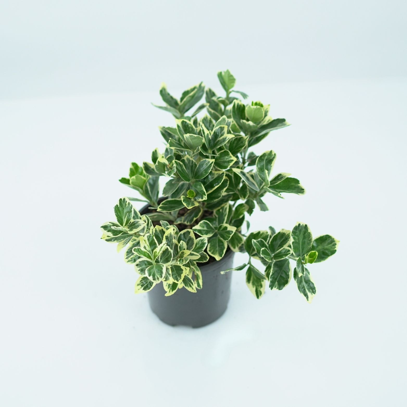 EUONYMUS JAPONICUS 'SILVER KRISTA' Trzmielina