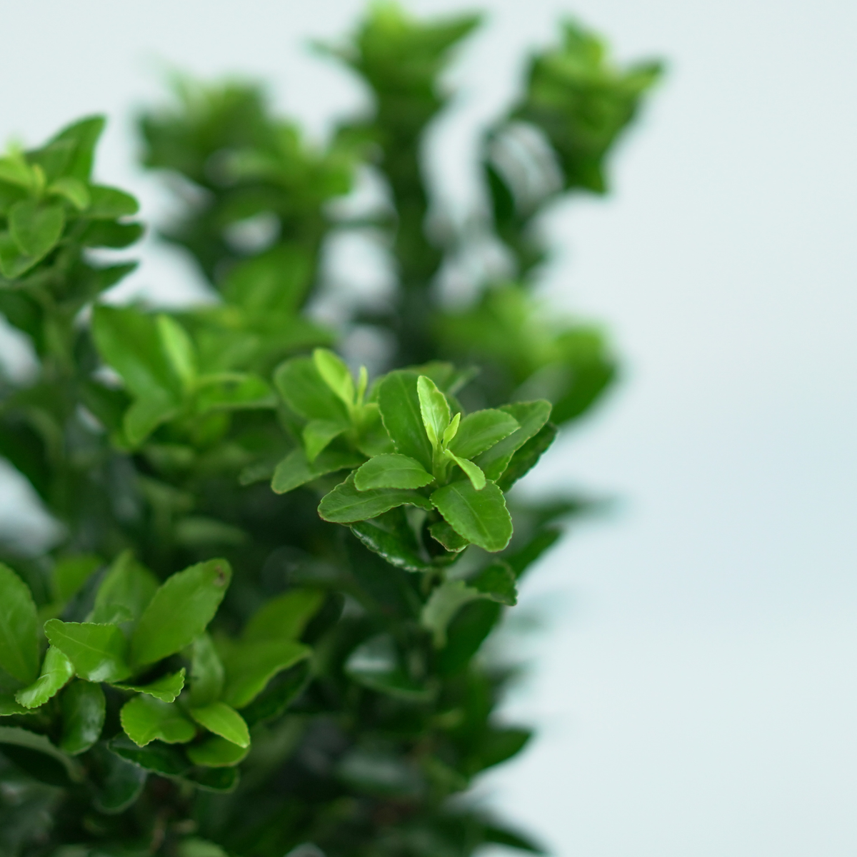 EUONYMUS japonicus 'GREEN SPIRE' Trzmielina