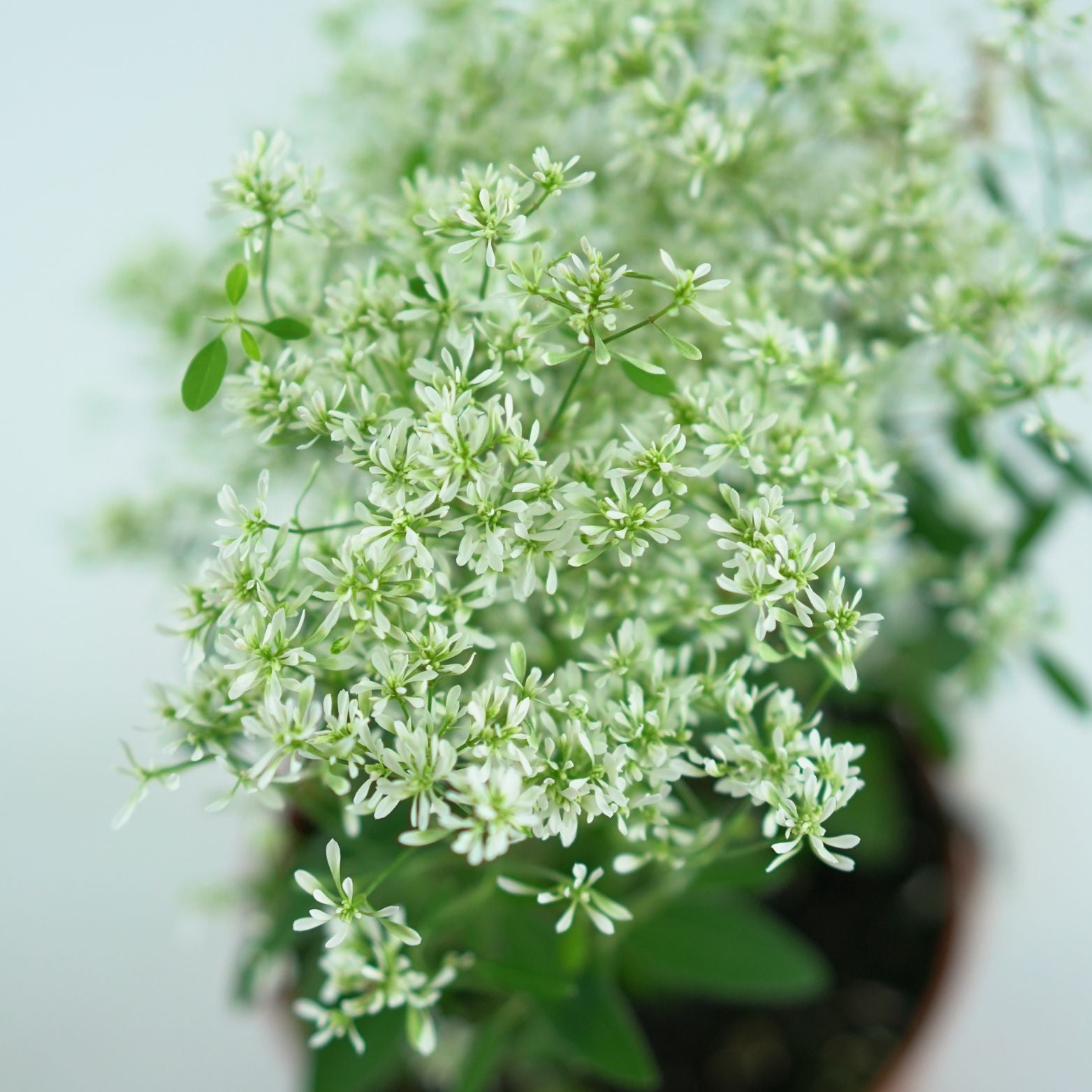 EUPHORBIA HYPERICIFOLIA Wilczomlecz dziurawcolistny