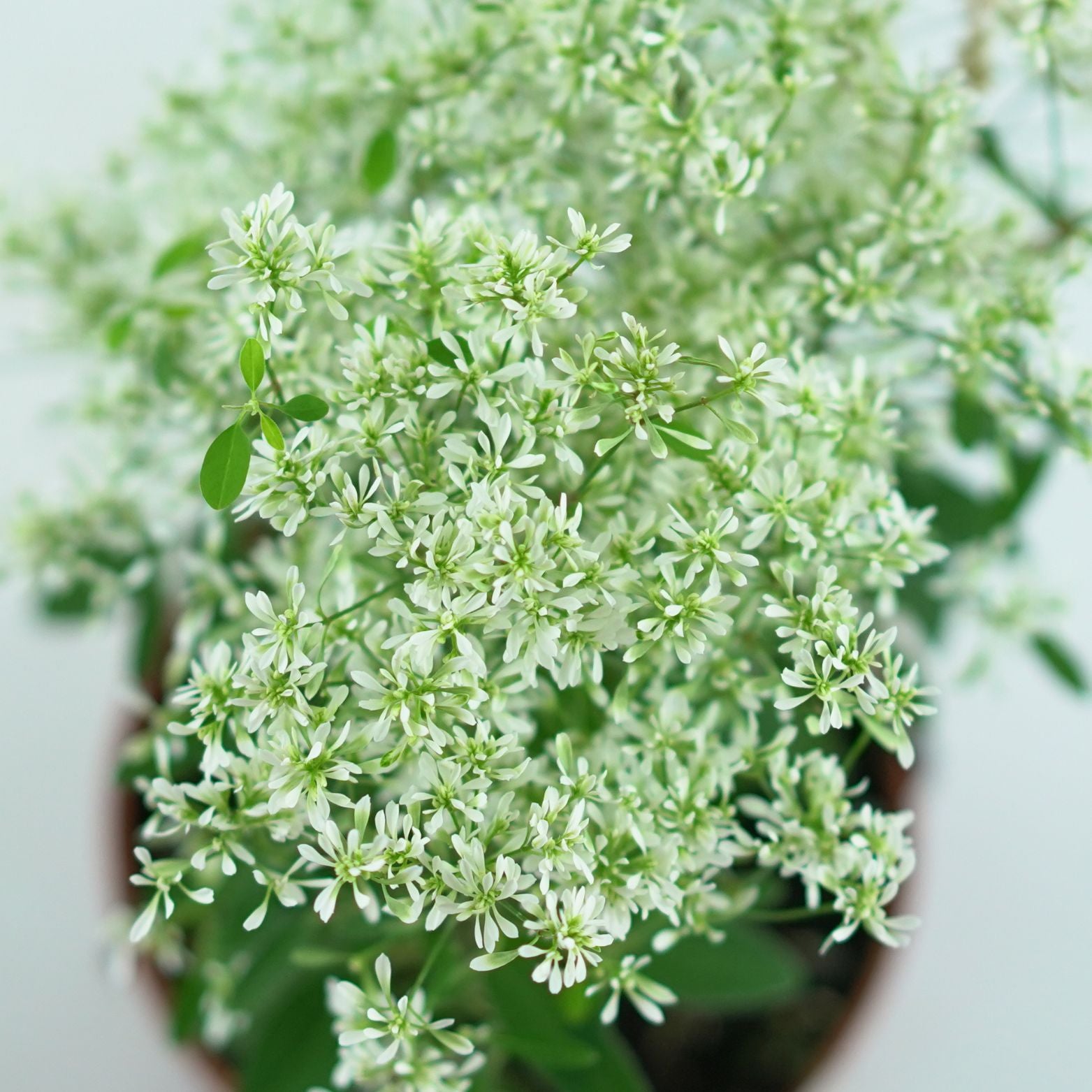 EUPHORBIA HYPERICIFOLIA Wilczomlecz dziurawcolistny