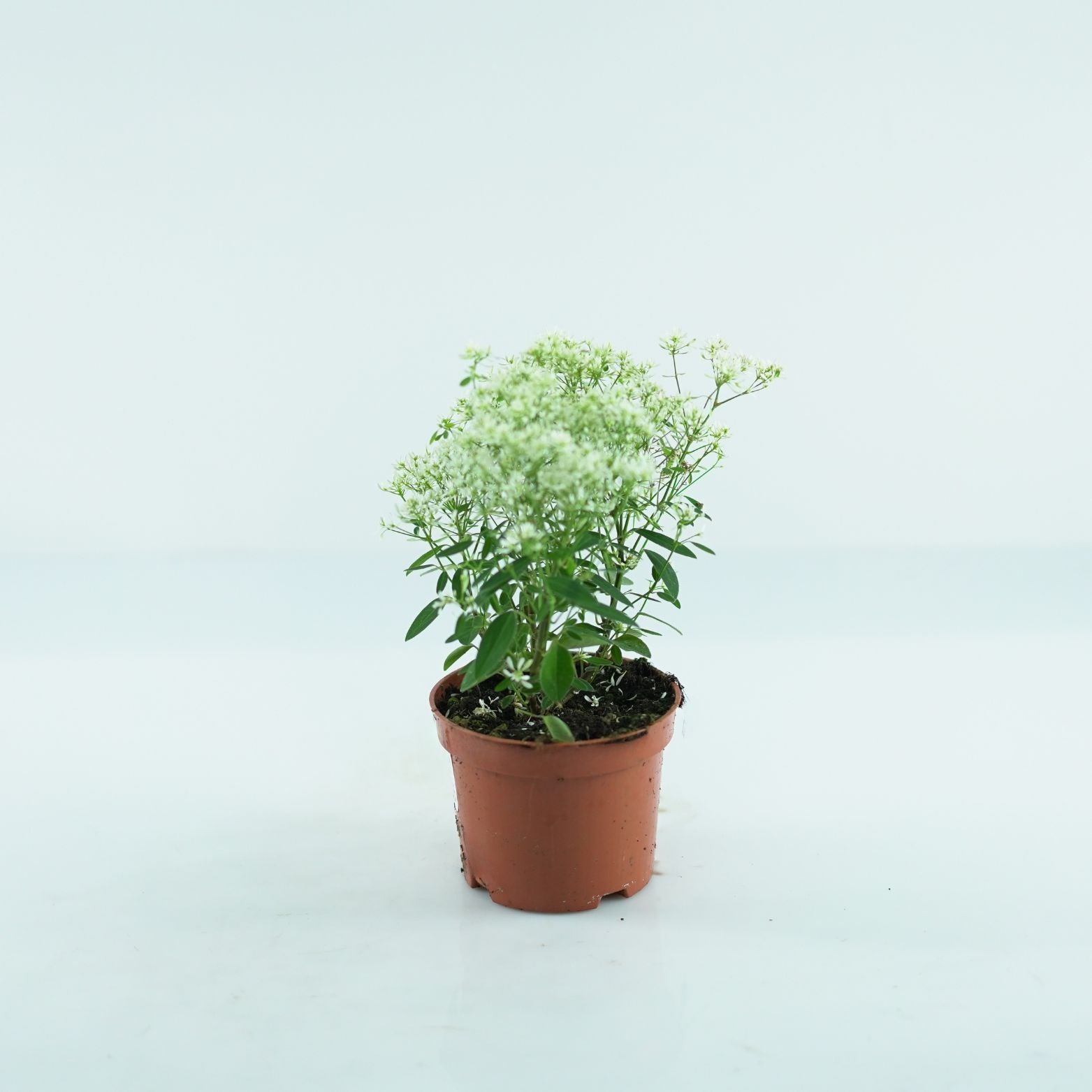 EUPHORBIA HYPERICIFOLIA Wilczomlecz dziurawcolistny