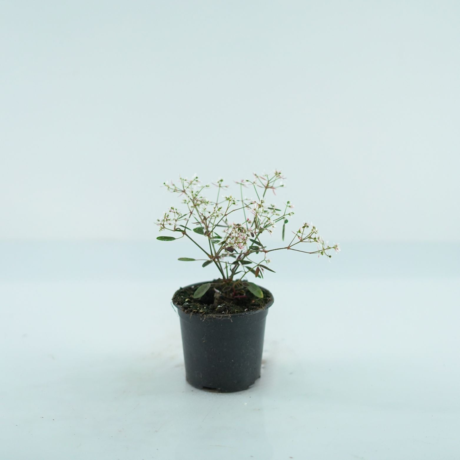EUPHORBIA 'Silver Fog' Wilczomlecz