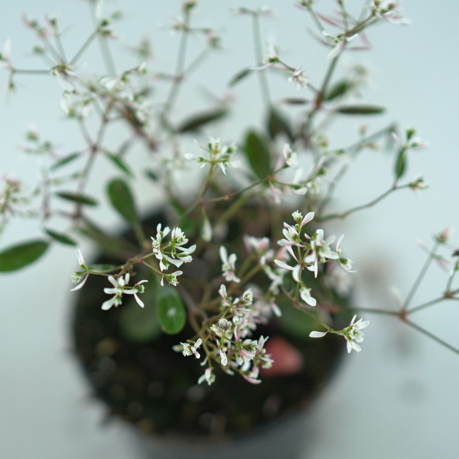 EUPHORBIA 'Silver Fog' Wilczomlecz