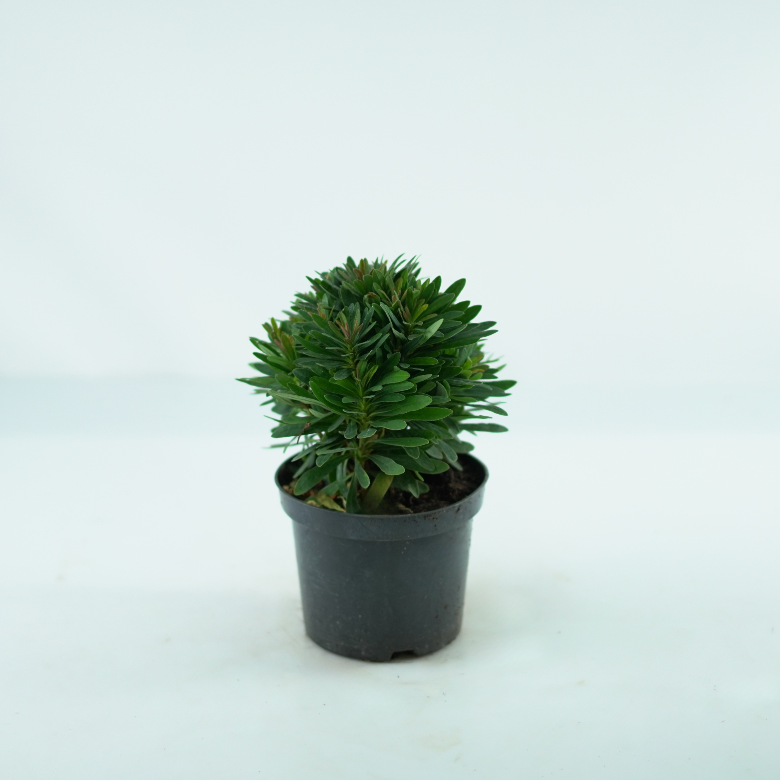 EUPHORBIA AMYGDALOIDES 'Purpurea' Wilczomlecz migdałolistny