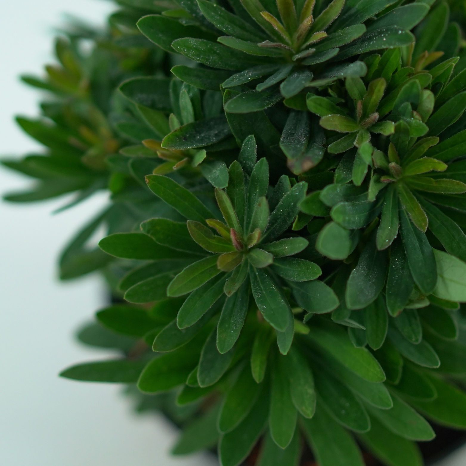 EUPHORBIA AMYGDALOIDES 'Purpurea' Wilczomlecz migdałolistny